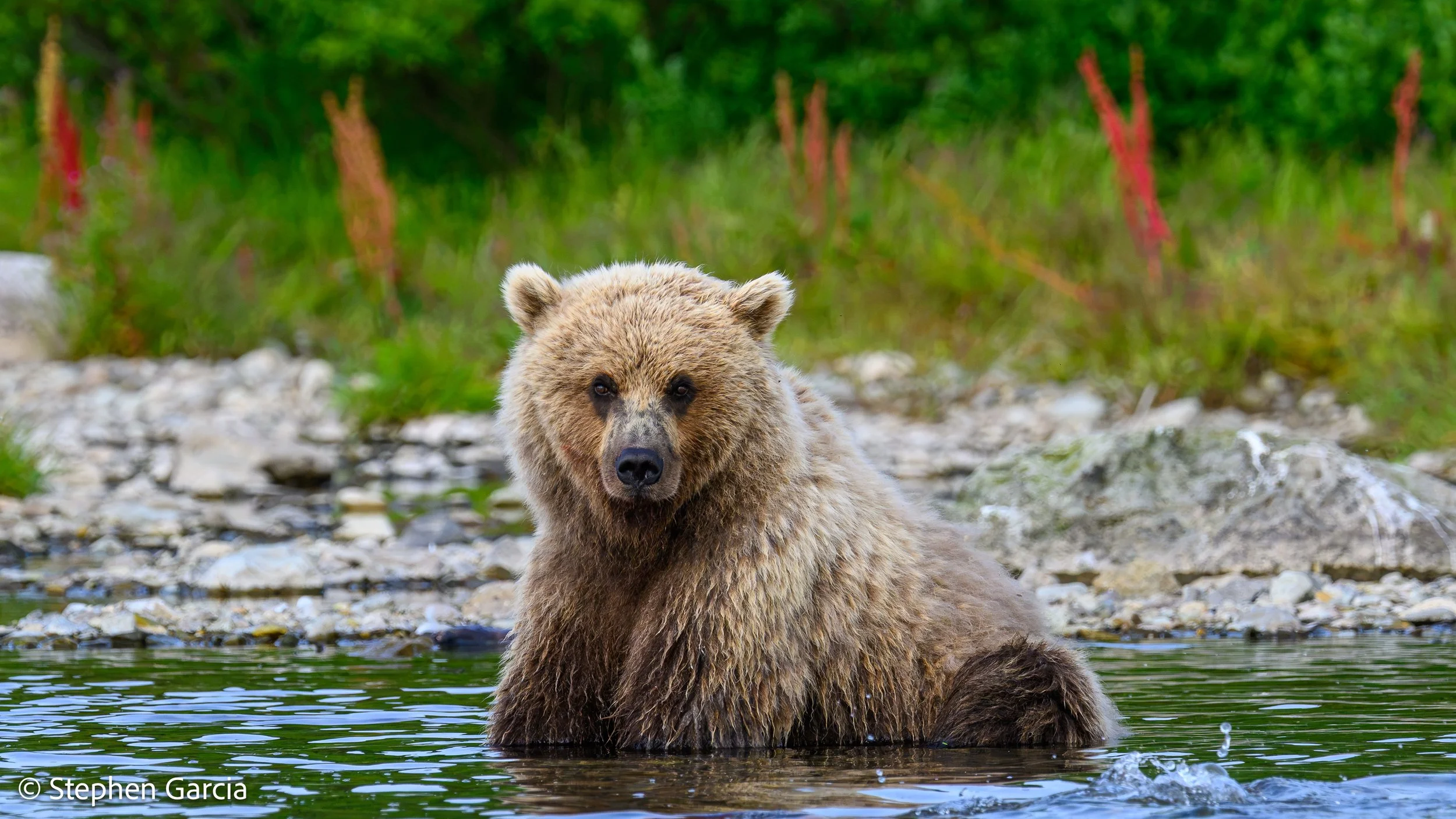grizzly-38.jpg