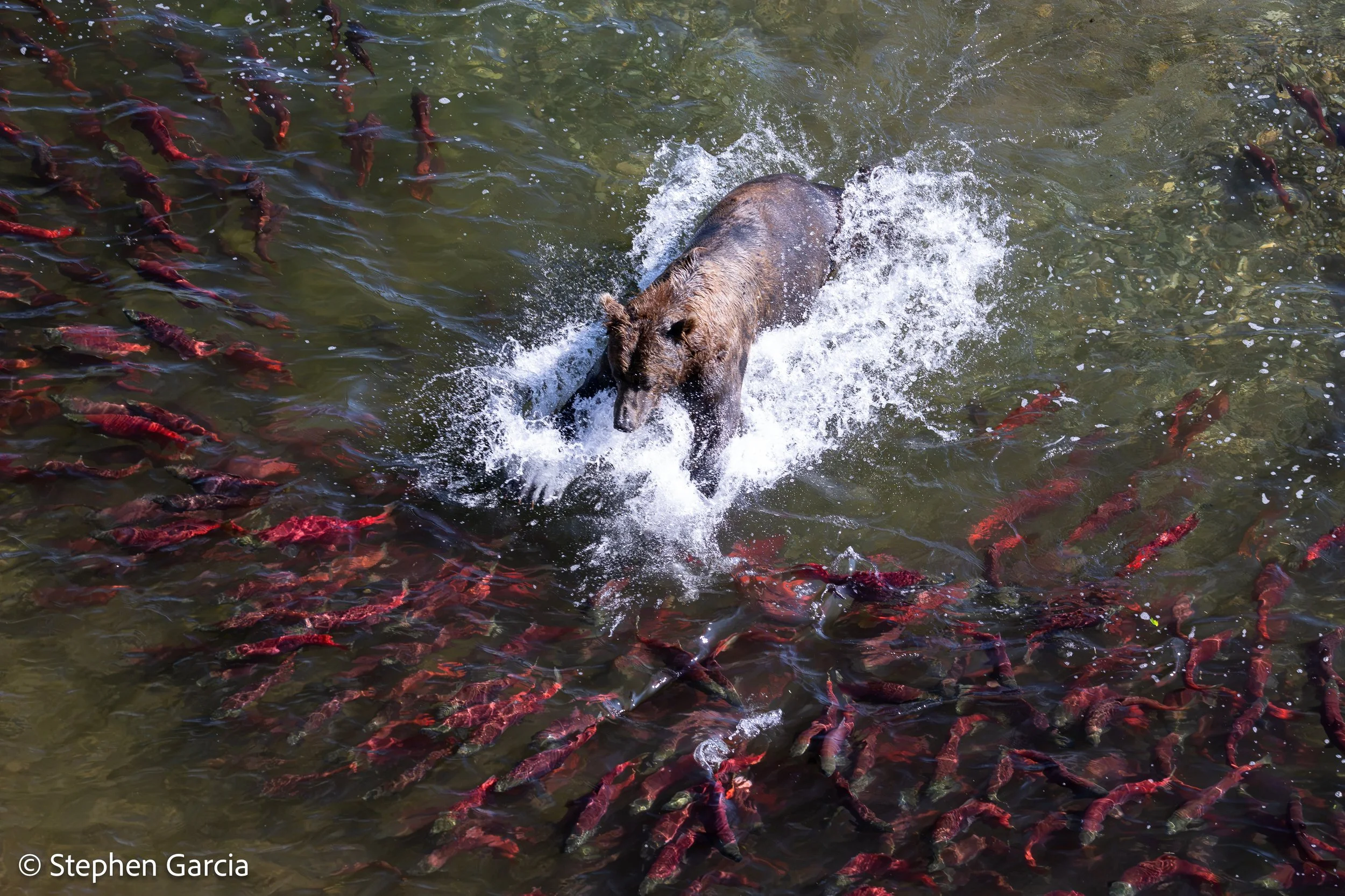 grizzly-2.jpg