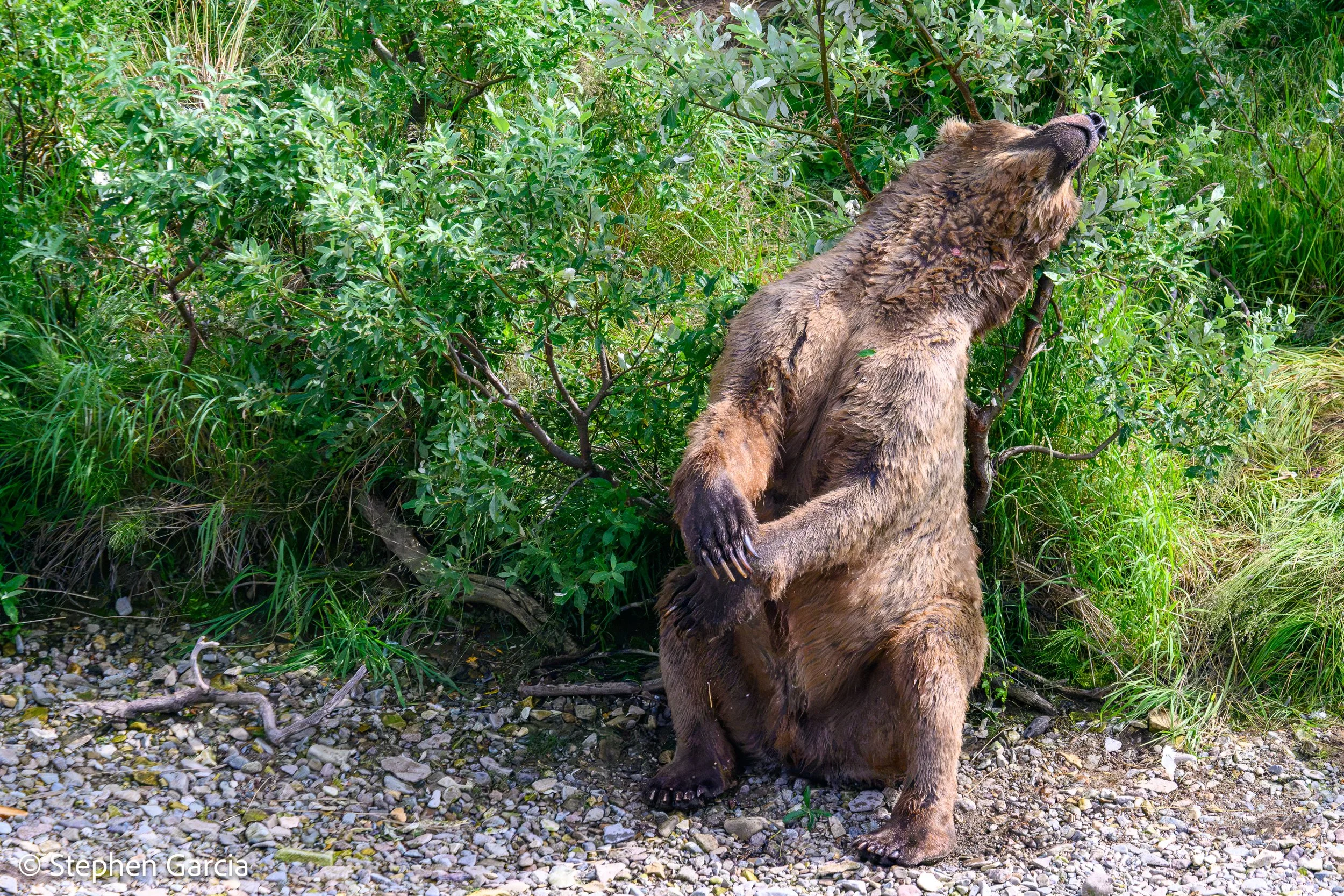 grizzly-14.jpg