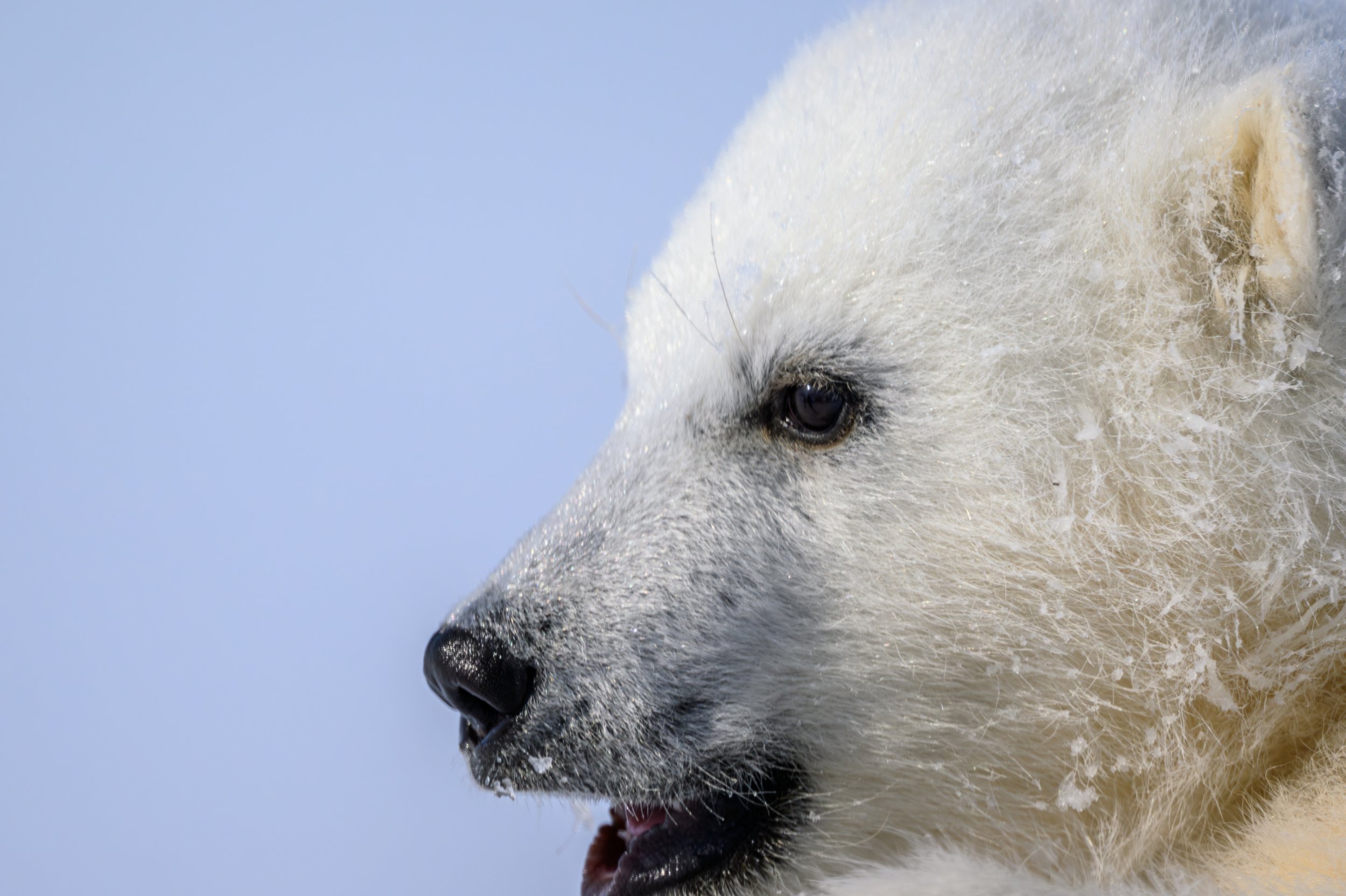 Small cubs already showing how fierce they can be. 