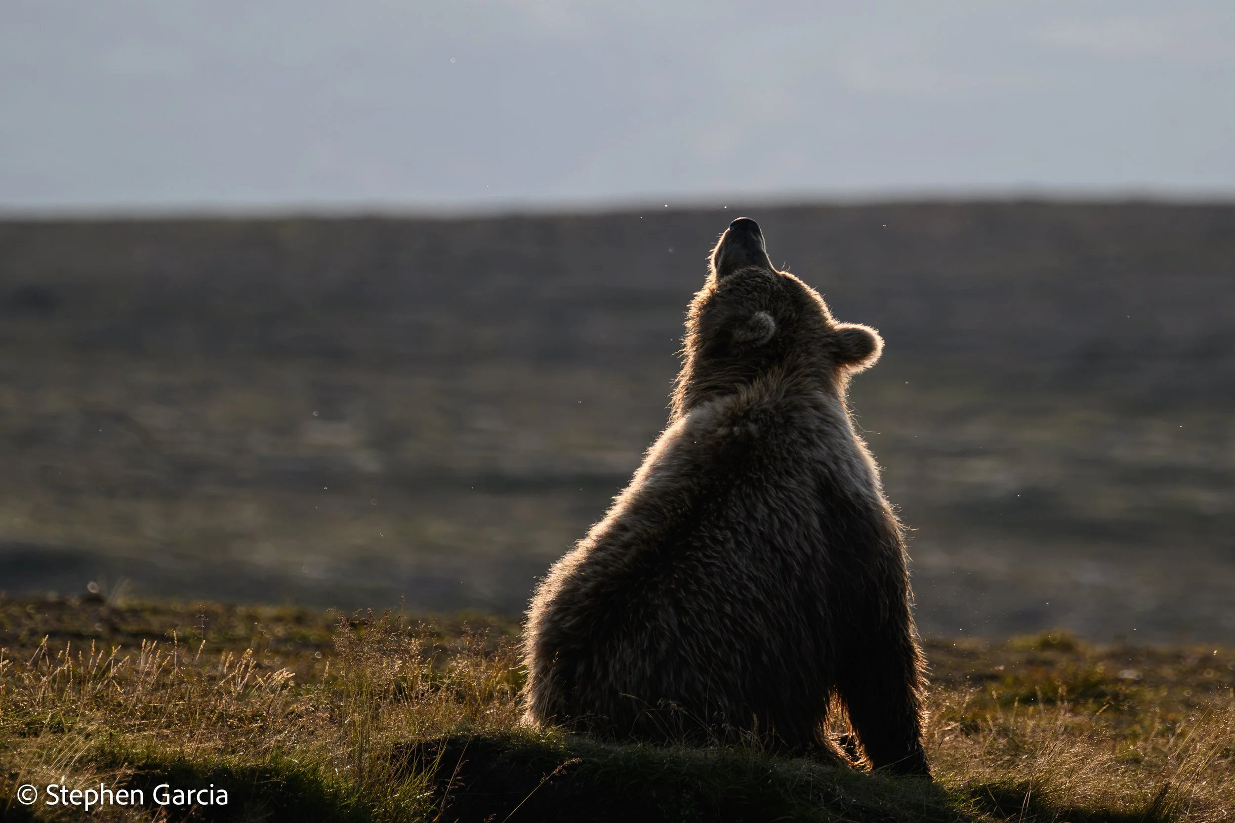 grizzly-34.jpg