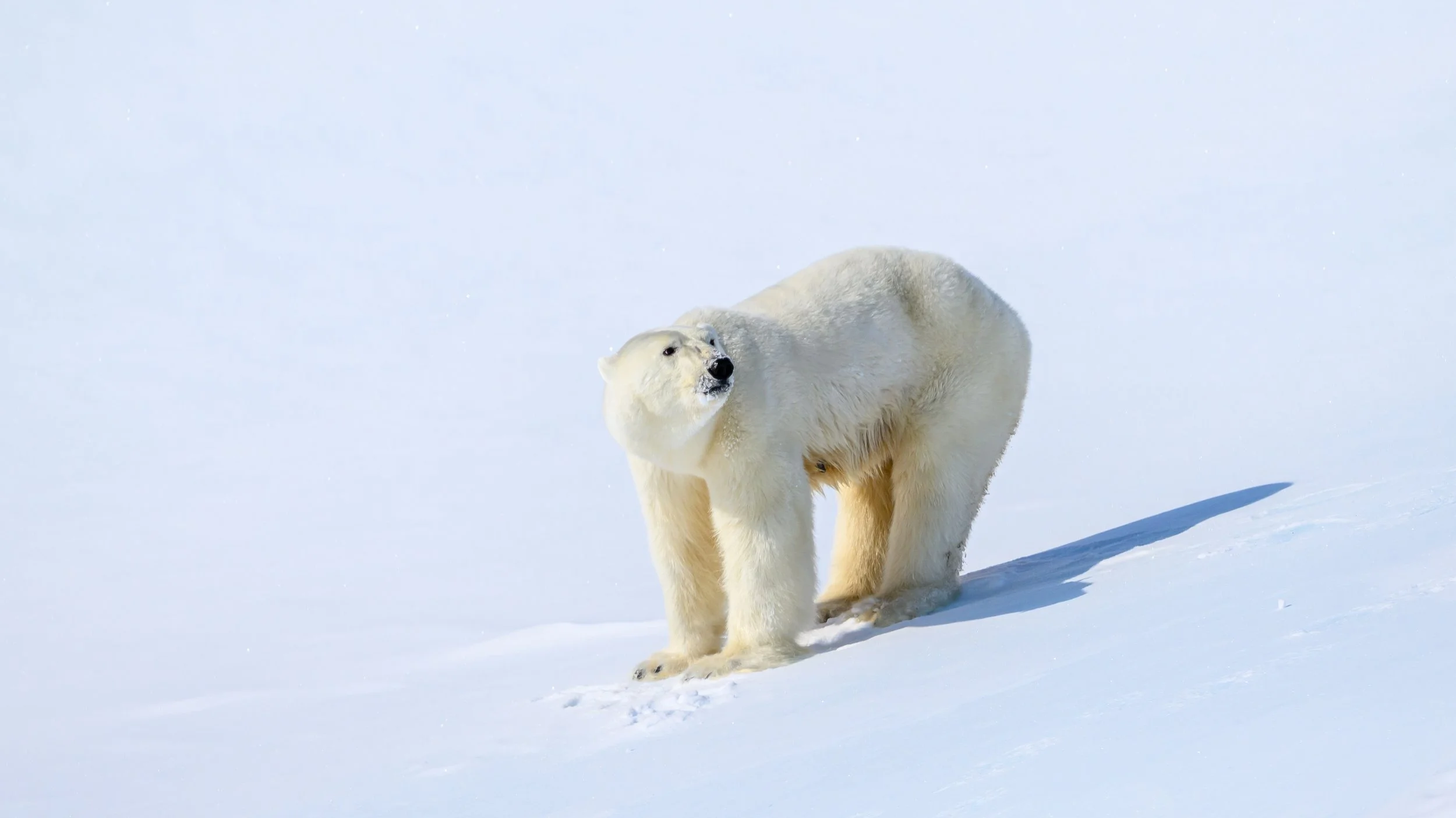 Polar bears have an incredible sense of smell. She knew we were coming from miles away.
