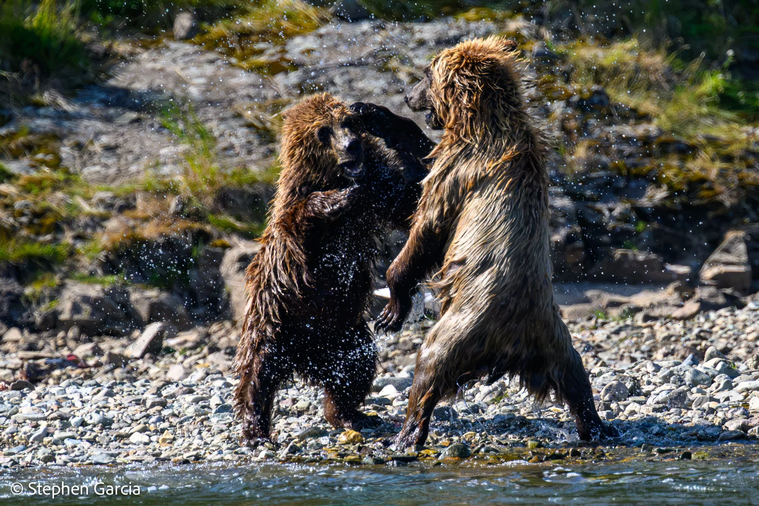 grizzly-30.jpg