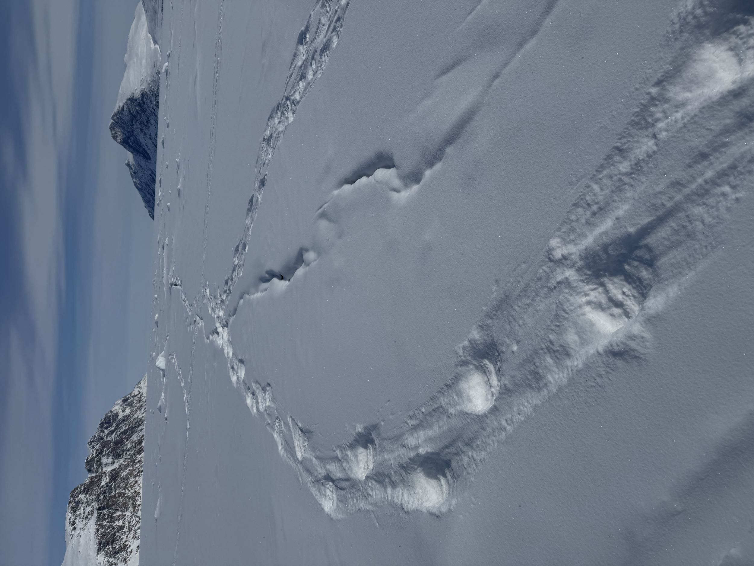 The tracks of a mother and two cubs across the snow covered ice. This is how we follow them. 