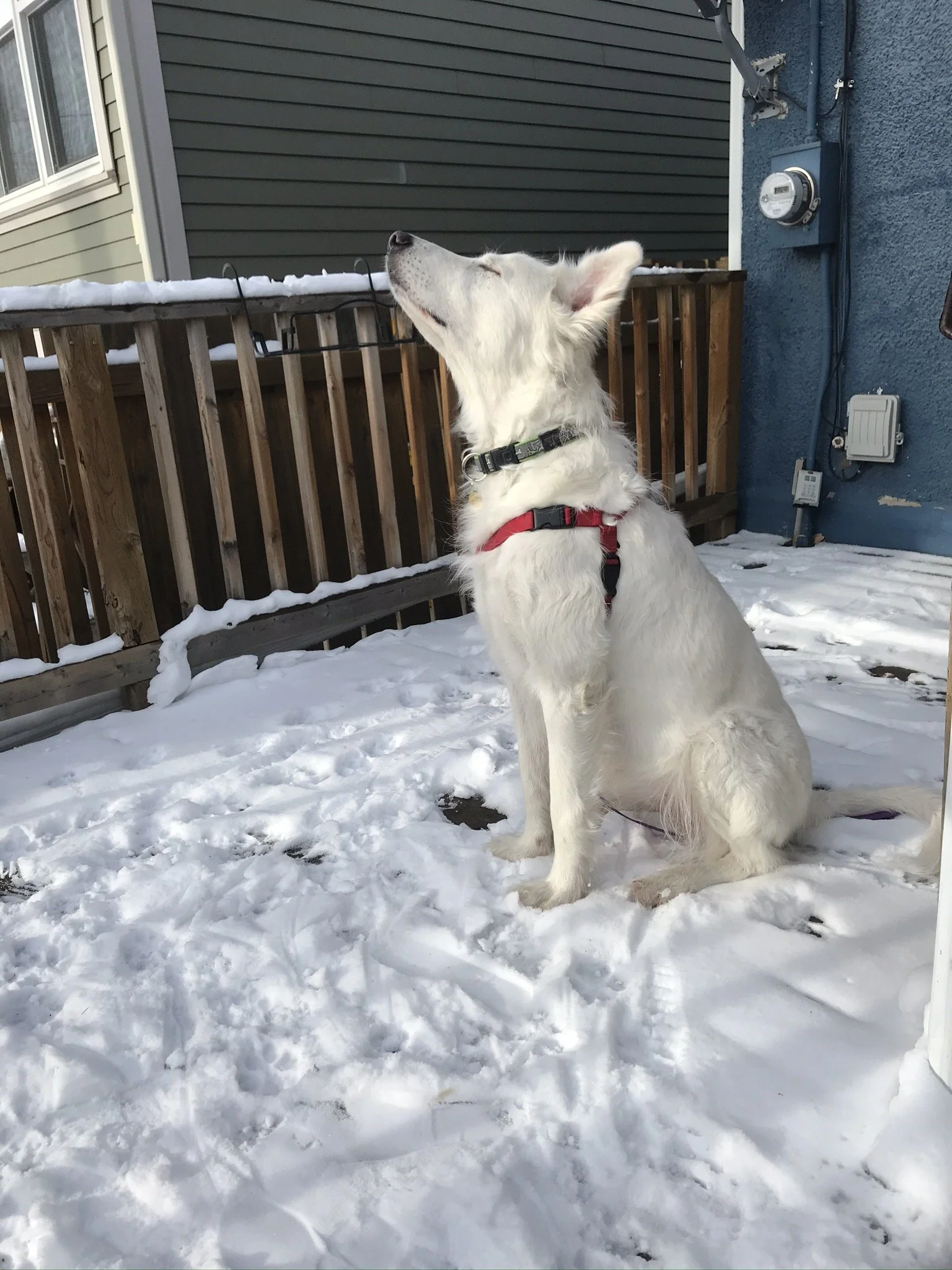 Matilda Sniffing Air.JPEG