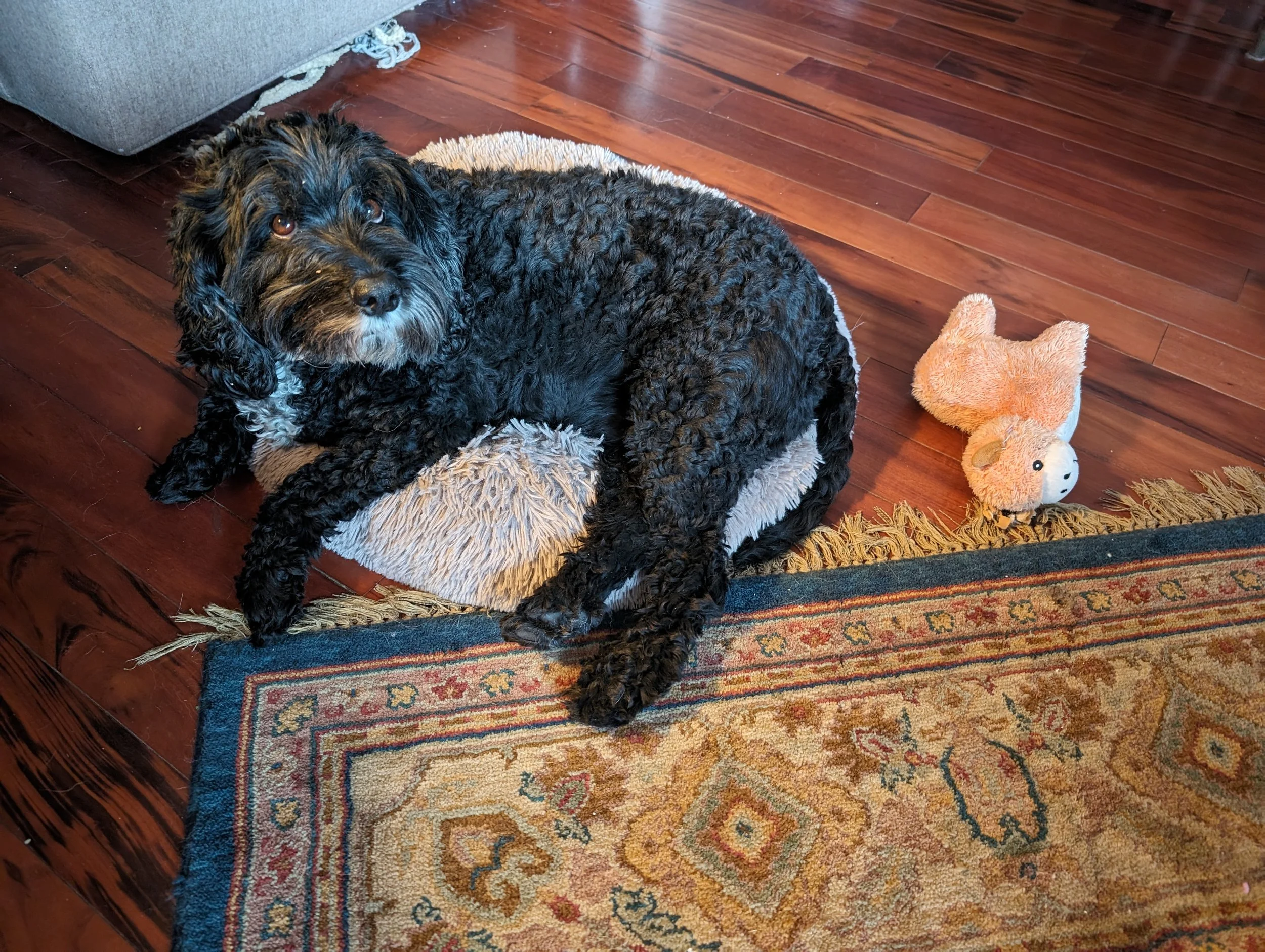 Dog Resource Guarding.jpg