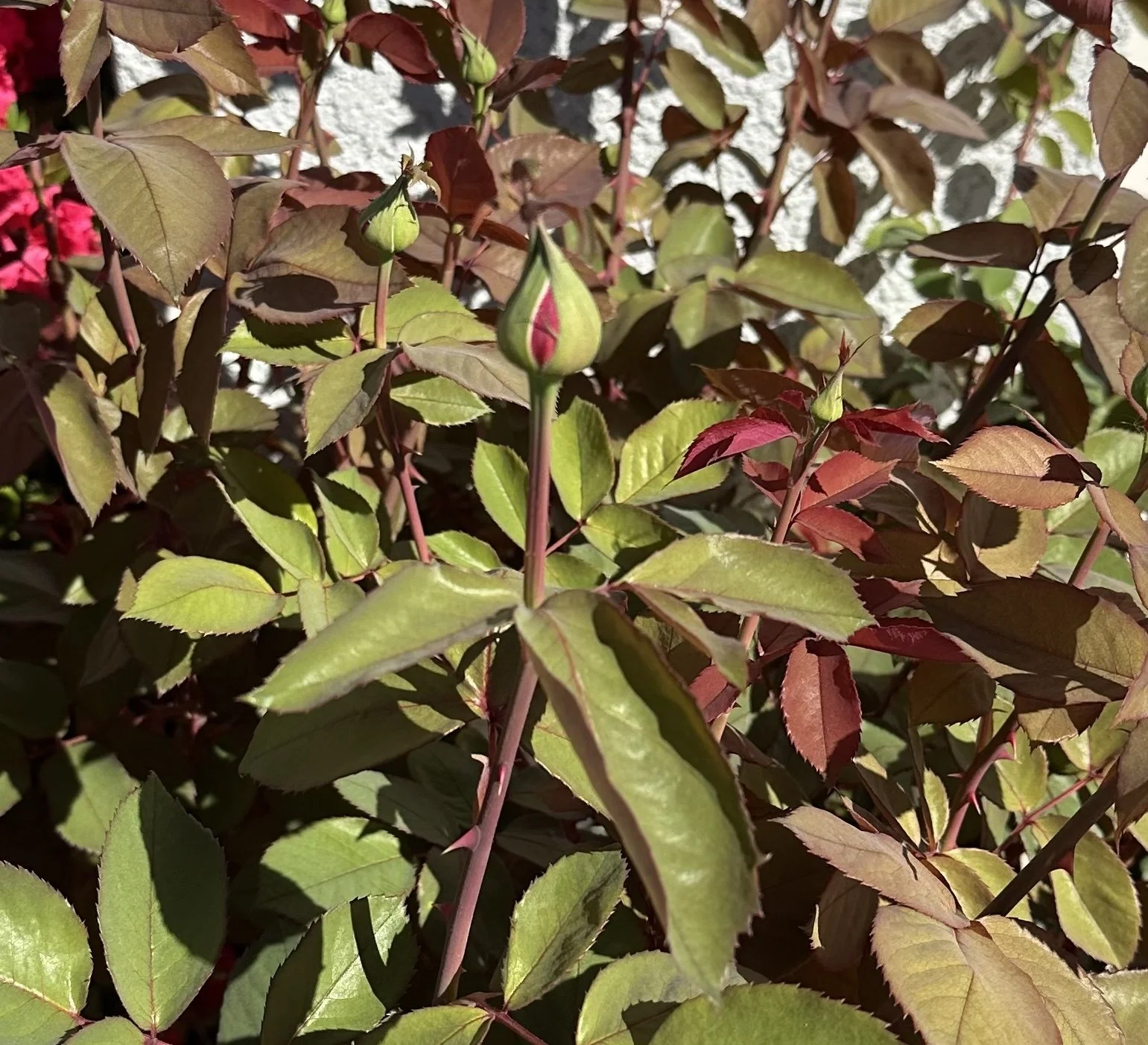 The Wisdom of the Rose: Letting Go to Thrive in Perimenopause and Menopause