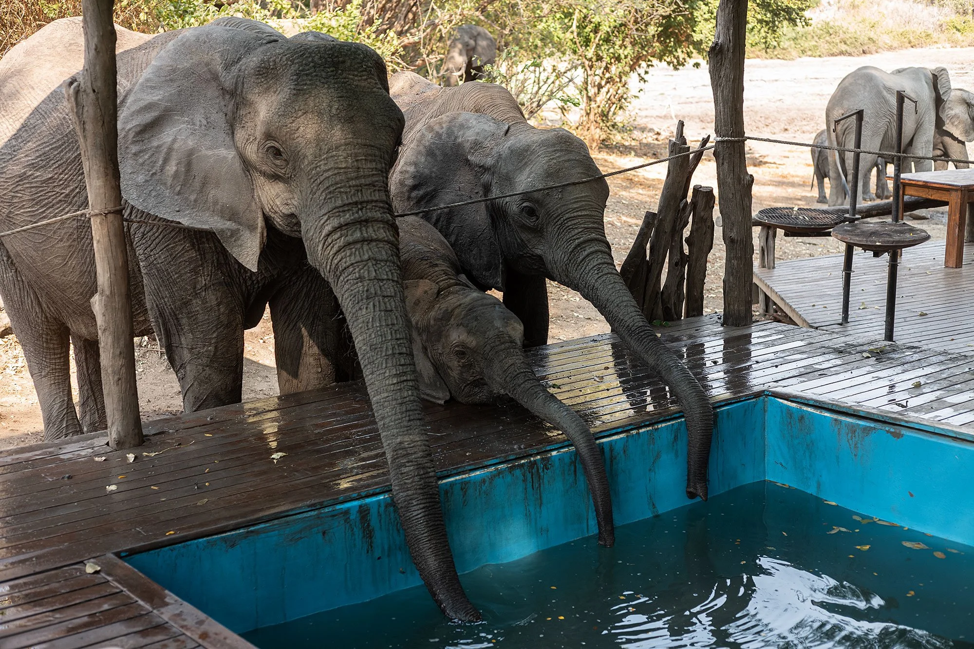 Elephants at Kanga Camp. Mana Pools, Zimbabwe.
