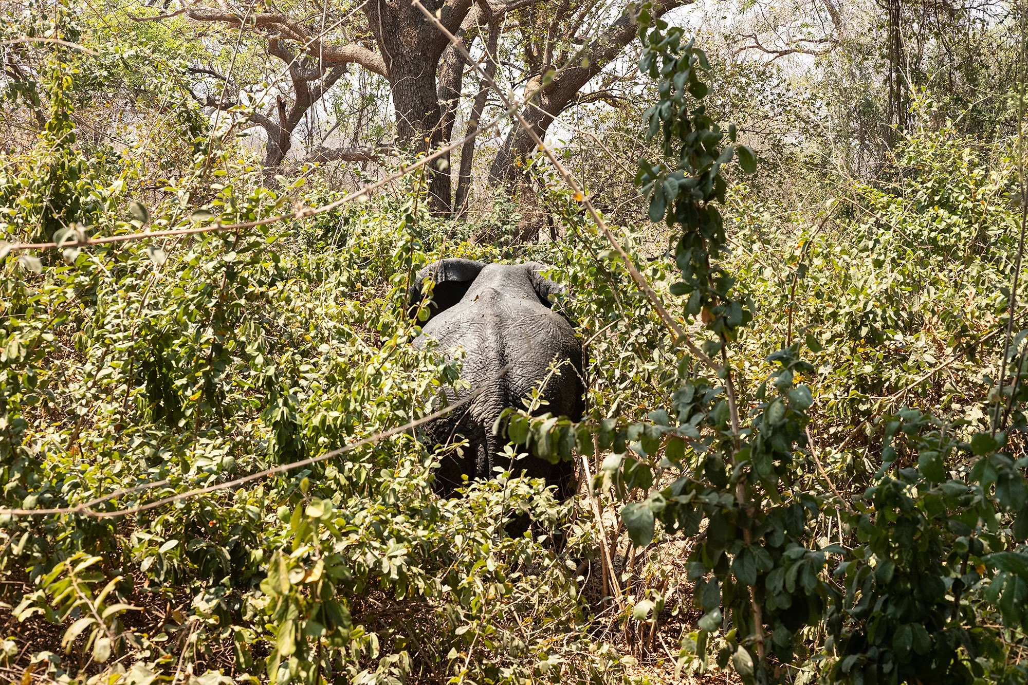 Elephants. Kanga Camp. Mana Pools, Zimbabwe.