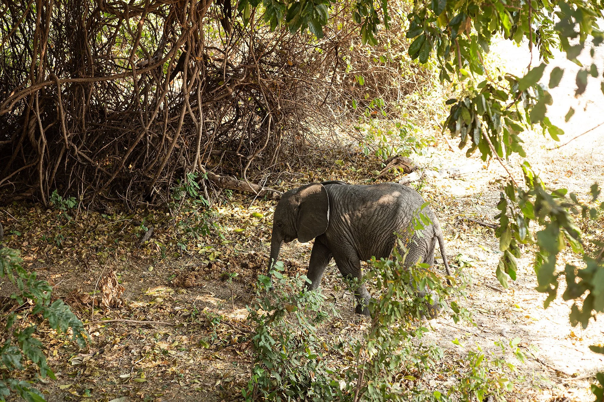 Elephants at Kanga Camp. Mana Pools, Zimbabwe.