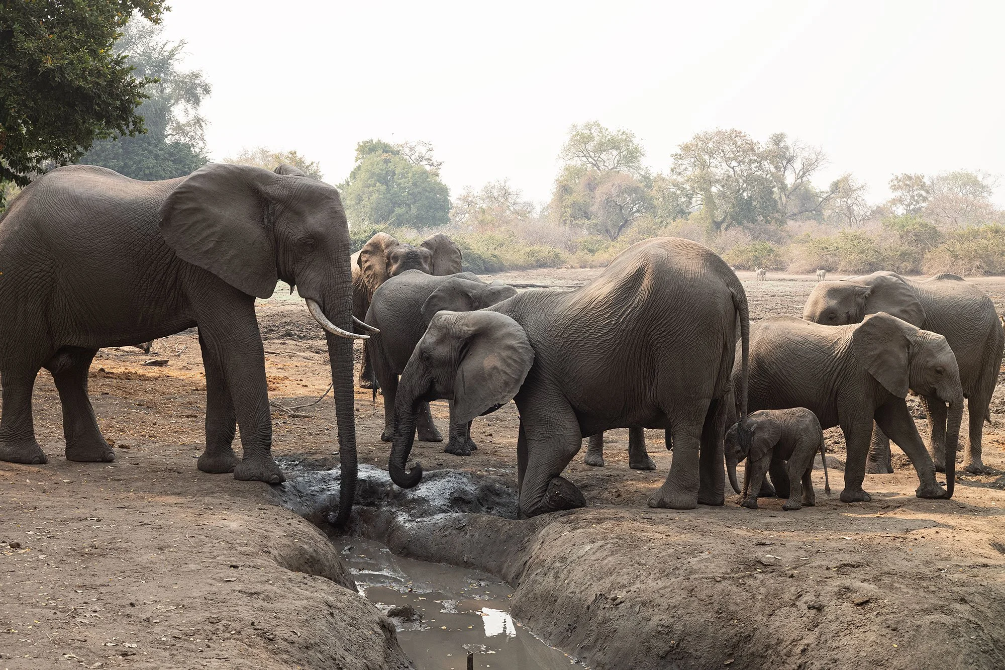 Mana Pools, Zimbabwe.