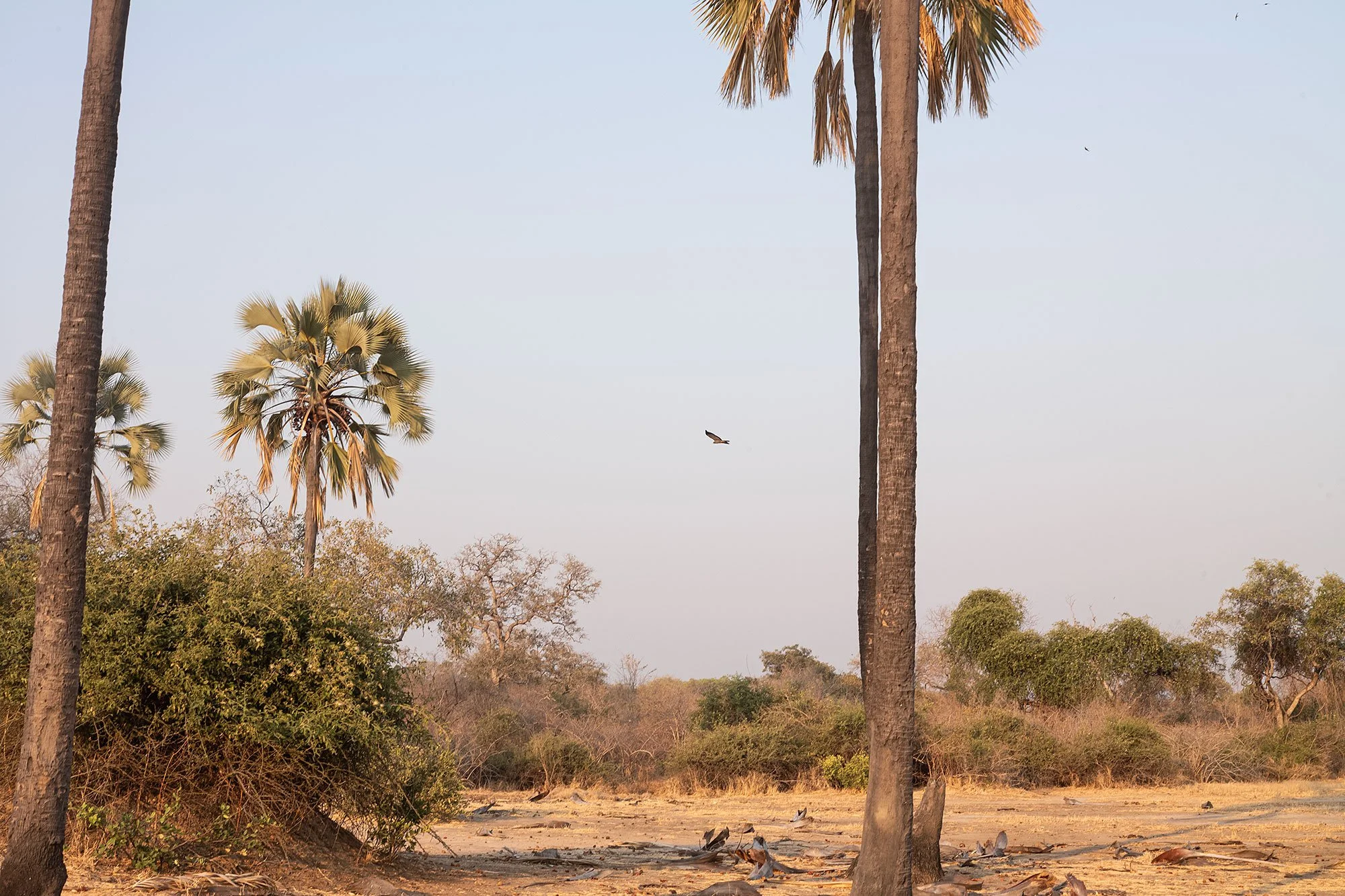 Mana Pools, Zimbabawe.