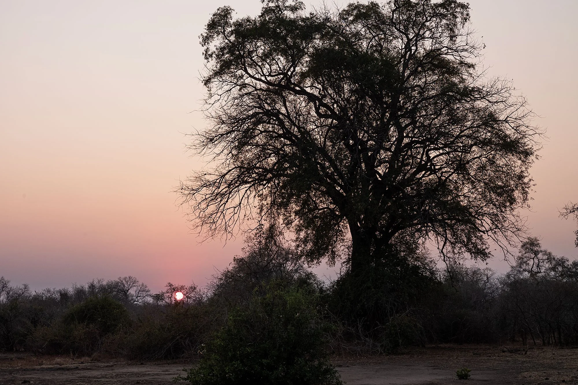 Mana Pools morning, Zimbabwe.