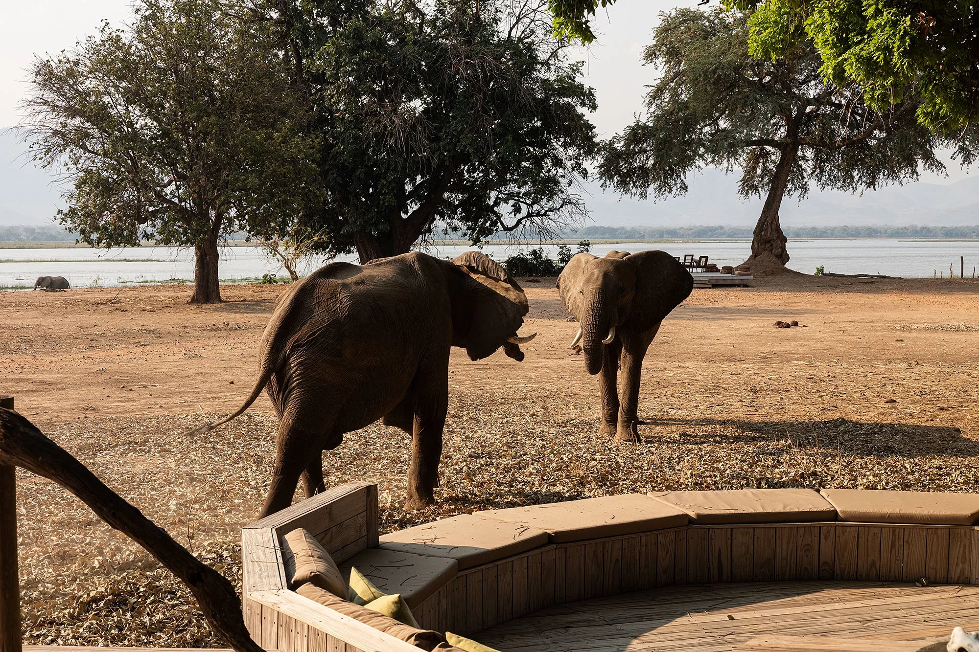 Elephants at Nyamatusi Camp. Mana Pools, Zimbabwe.