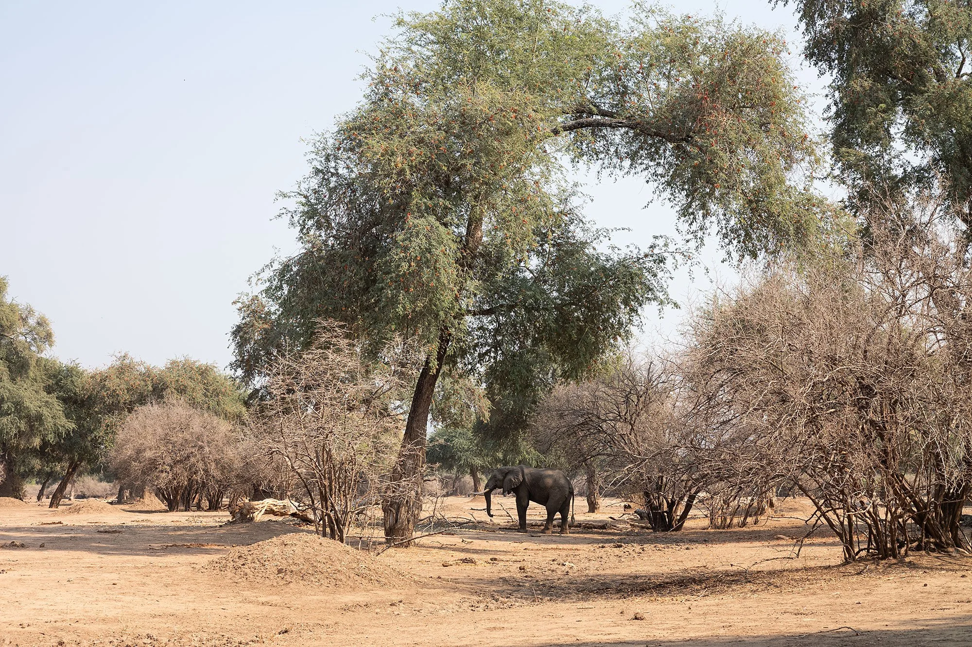 Walking safari. Mana Pools, Zimbabwe.