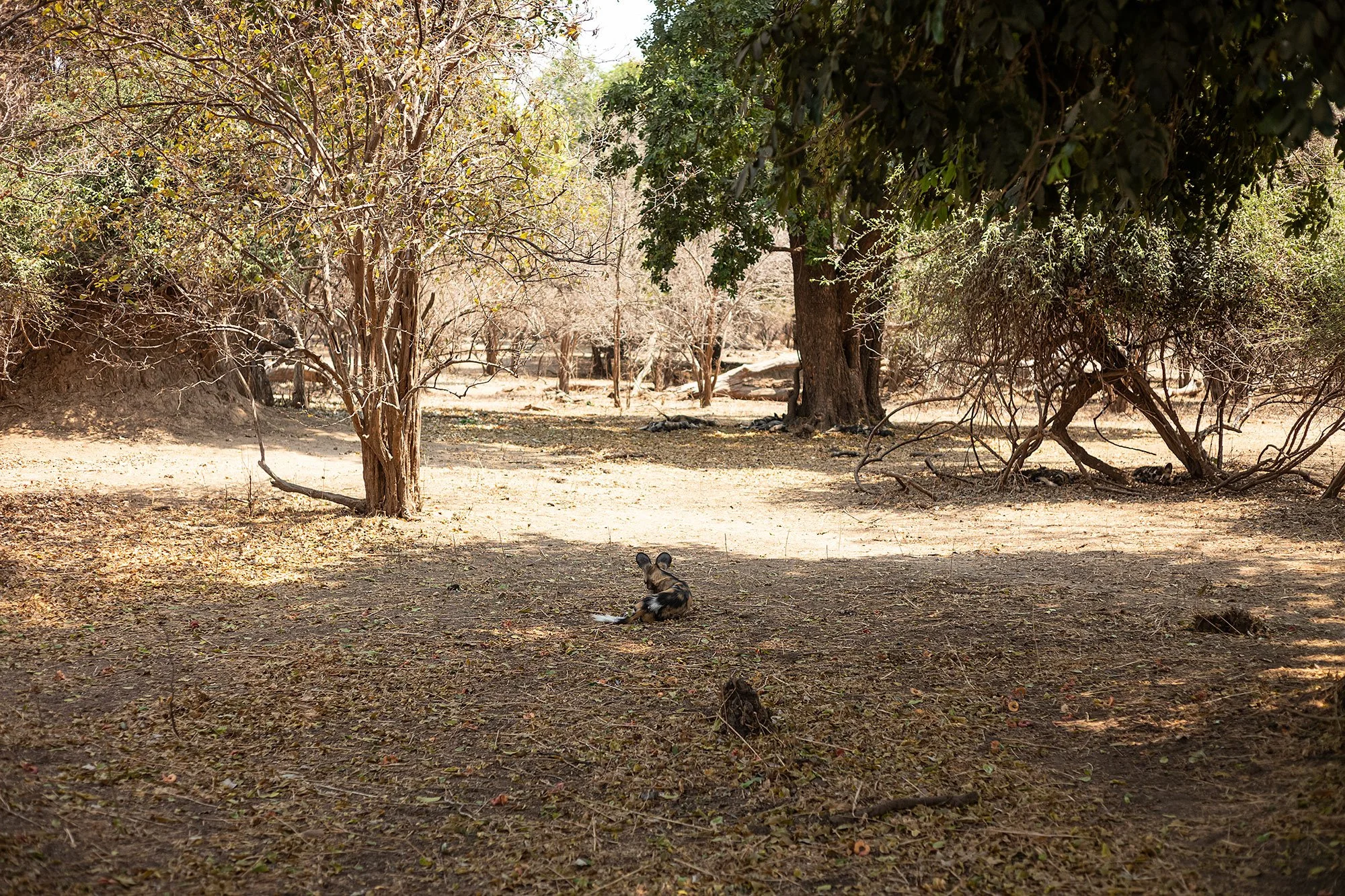Wild dogs. Mana Pools, Zimbabwe.