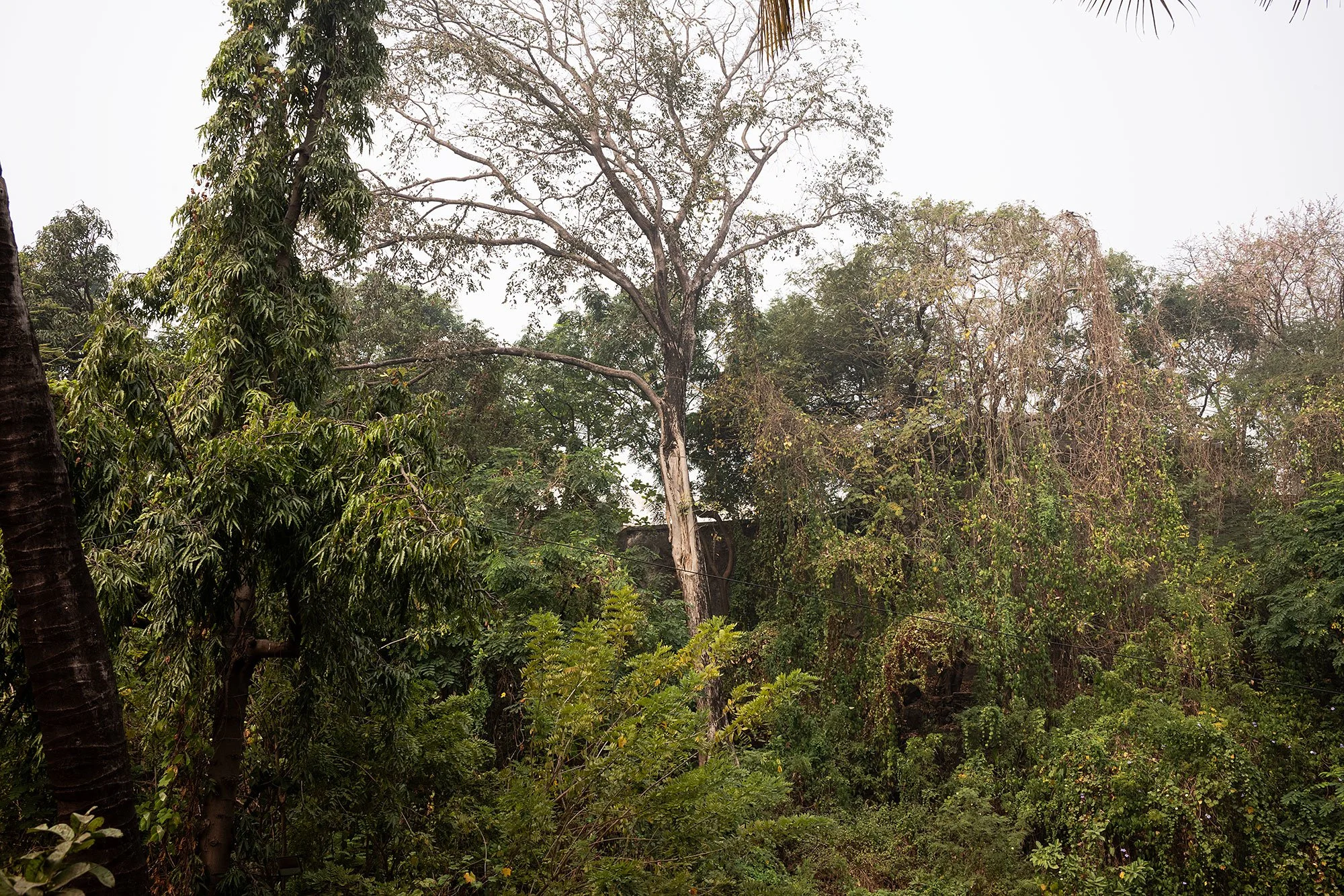 Parsi Tower of Silence. Mumbai, India.
