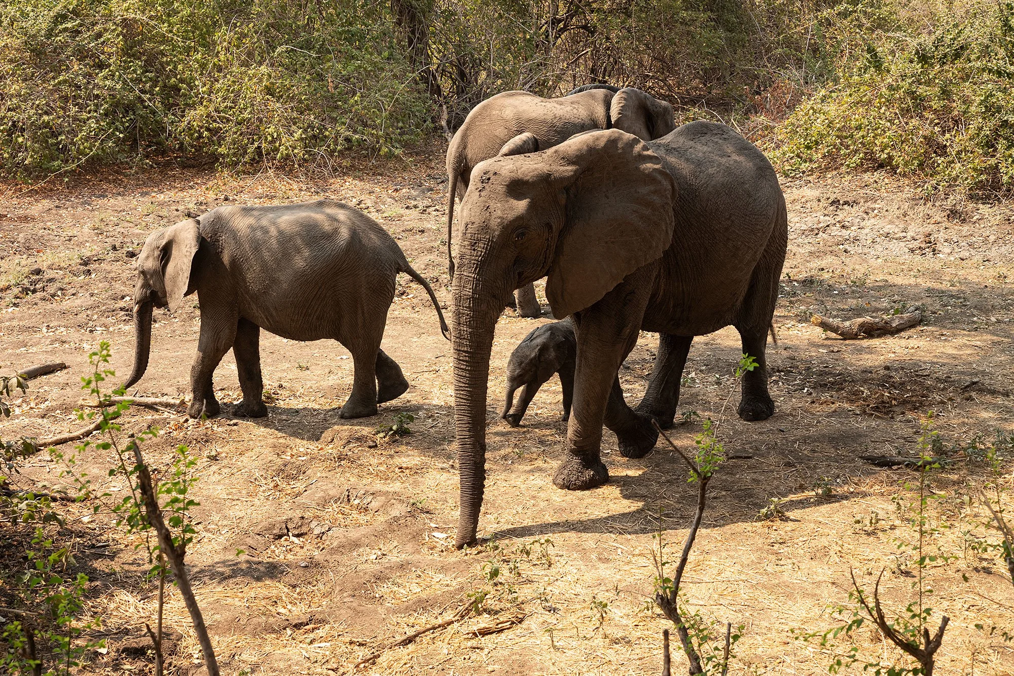 Mana Pools, Zimbabwe.