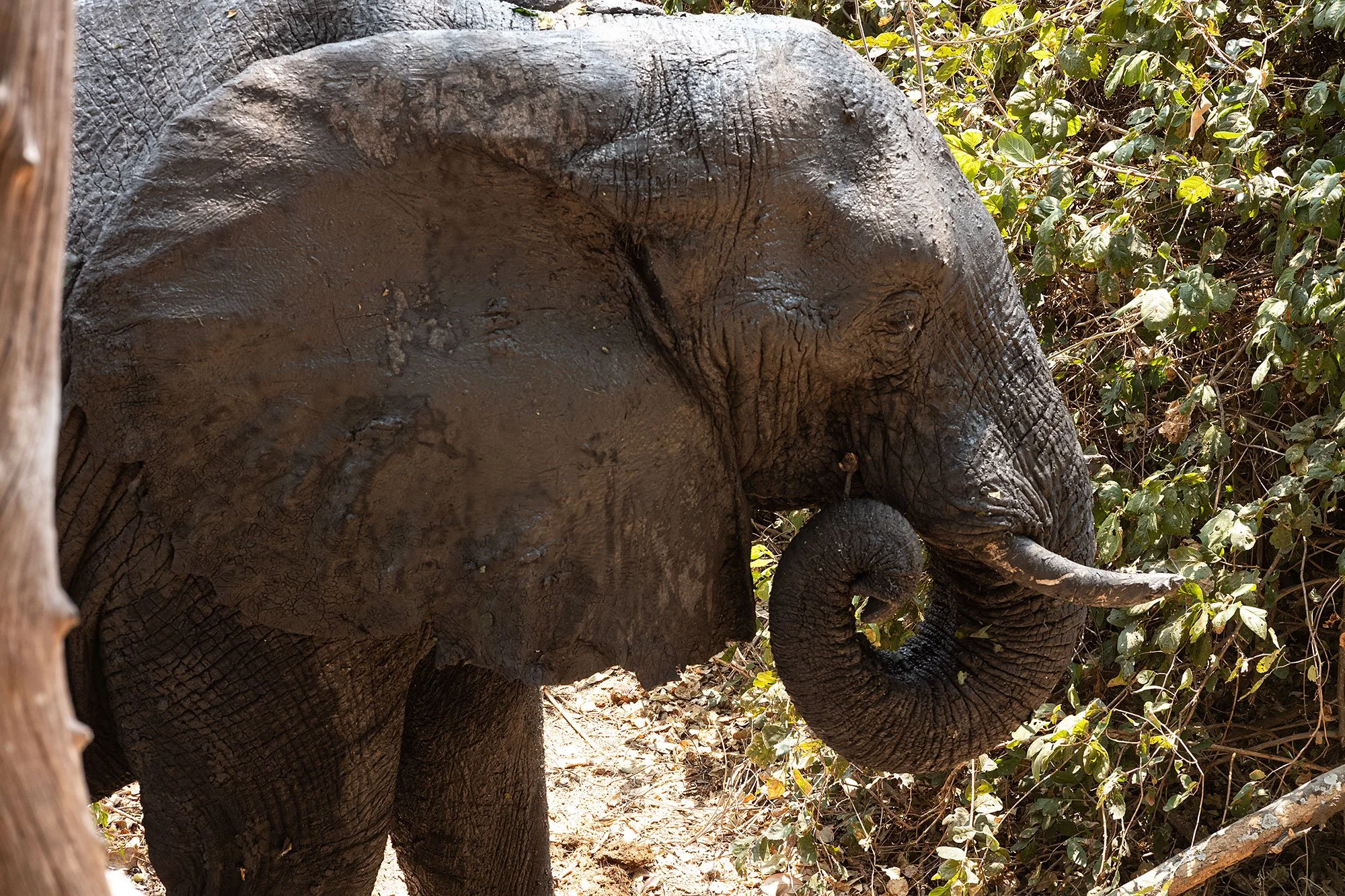 Elephants. Kanga Camp. Mana Pools, Zimbabwe.