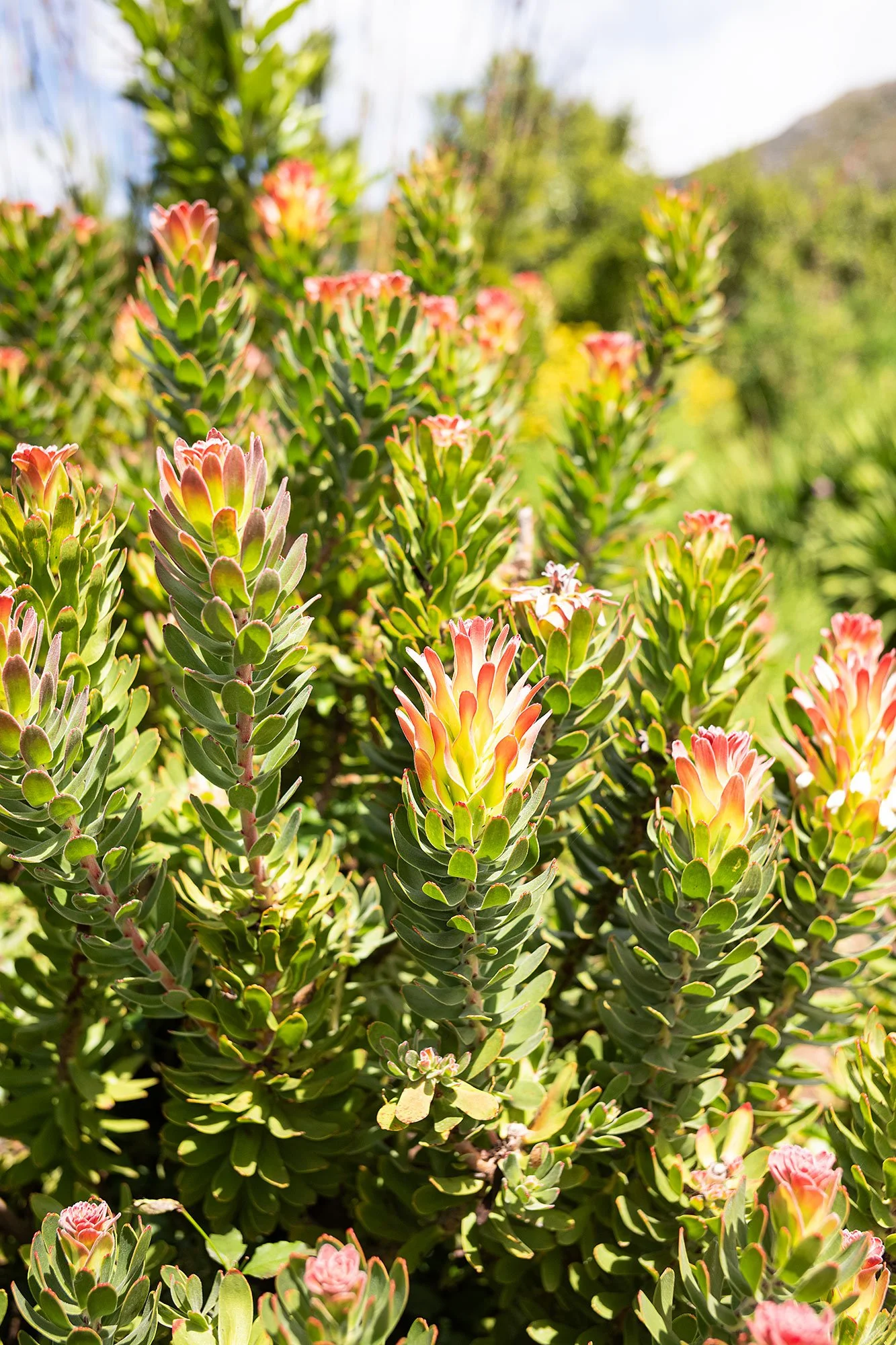 Kirstenbosch National Botanical Garden. Cape Town, South Africa.