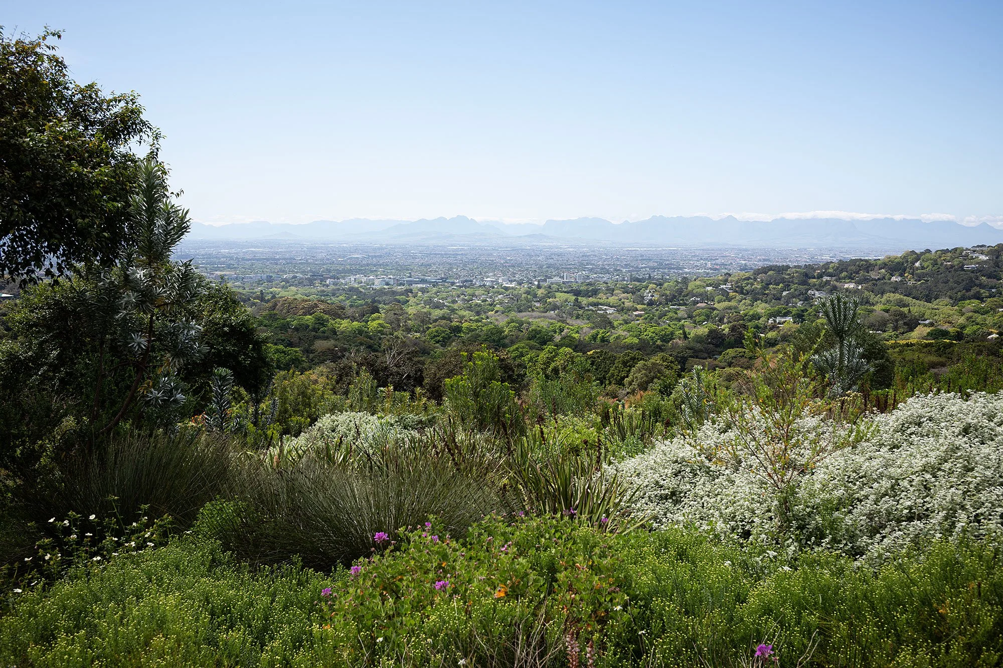 Kirstenbosch National Botanical Garden. Cape Town, South Africa.