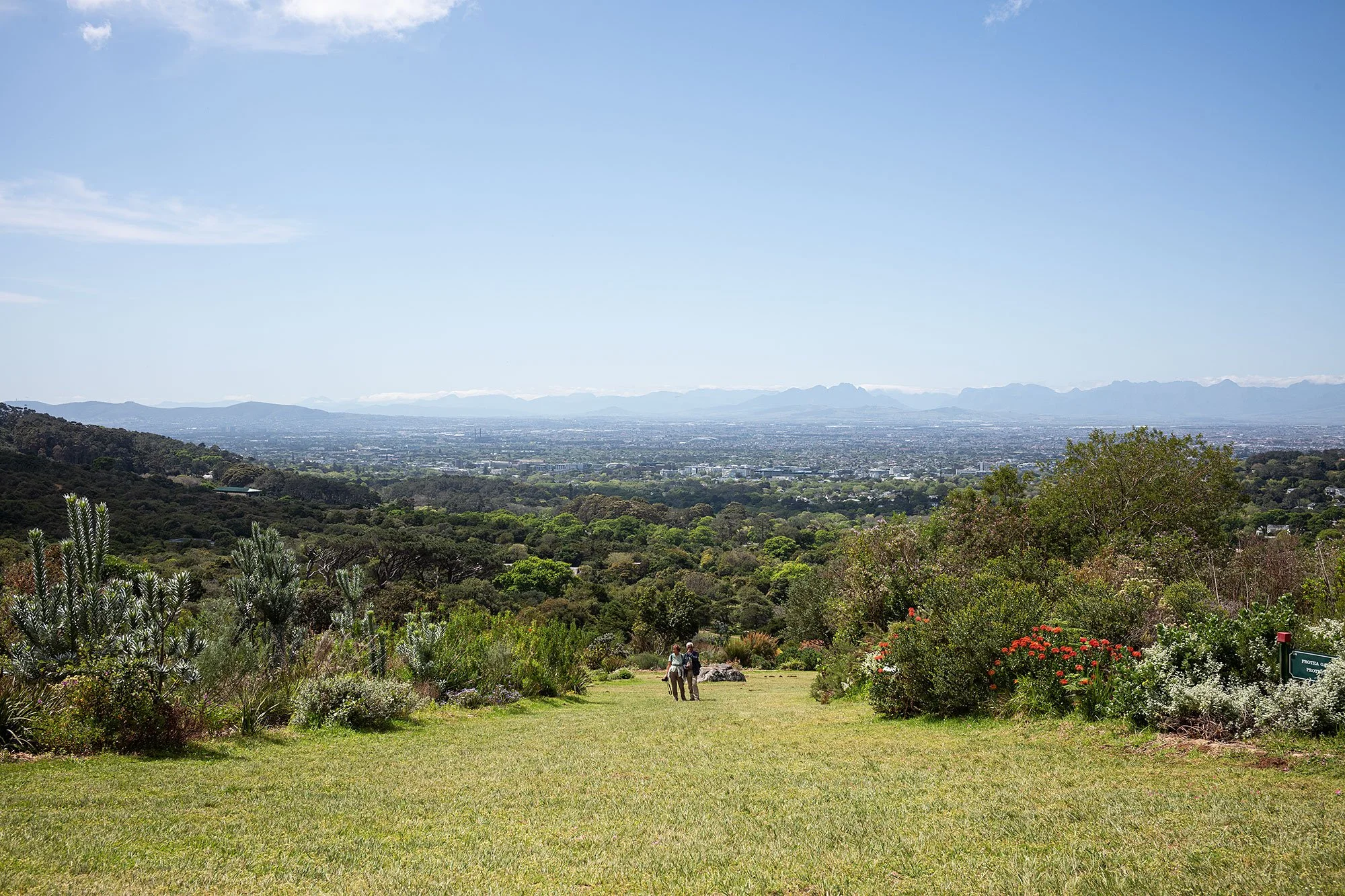 Kirstenbosch National Botanical Garden. Cape Town, South Africa.