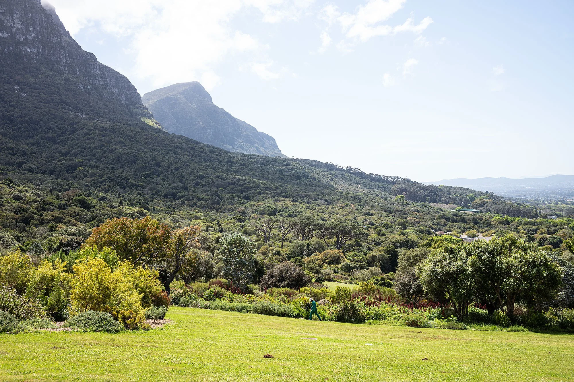 Kirstenbosch National Botanical Garden. Cape Town, South Africa.