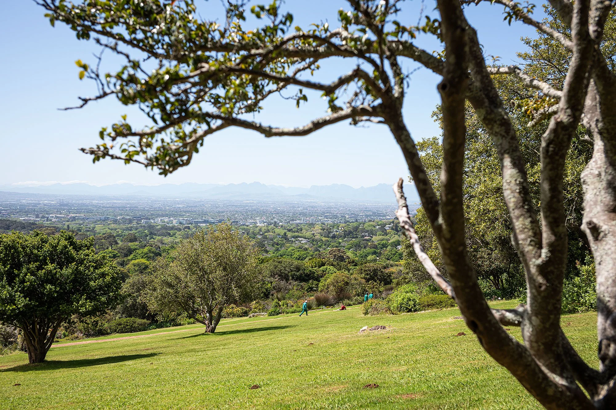 Kirstenbosch National Botanical Garden. Cape Town, South Africa.