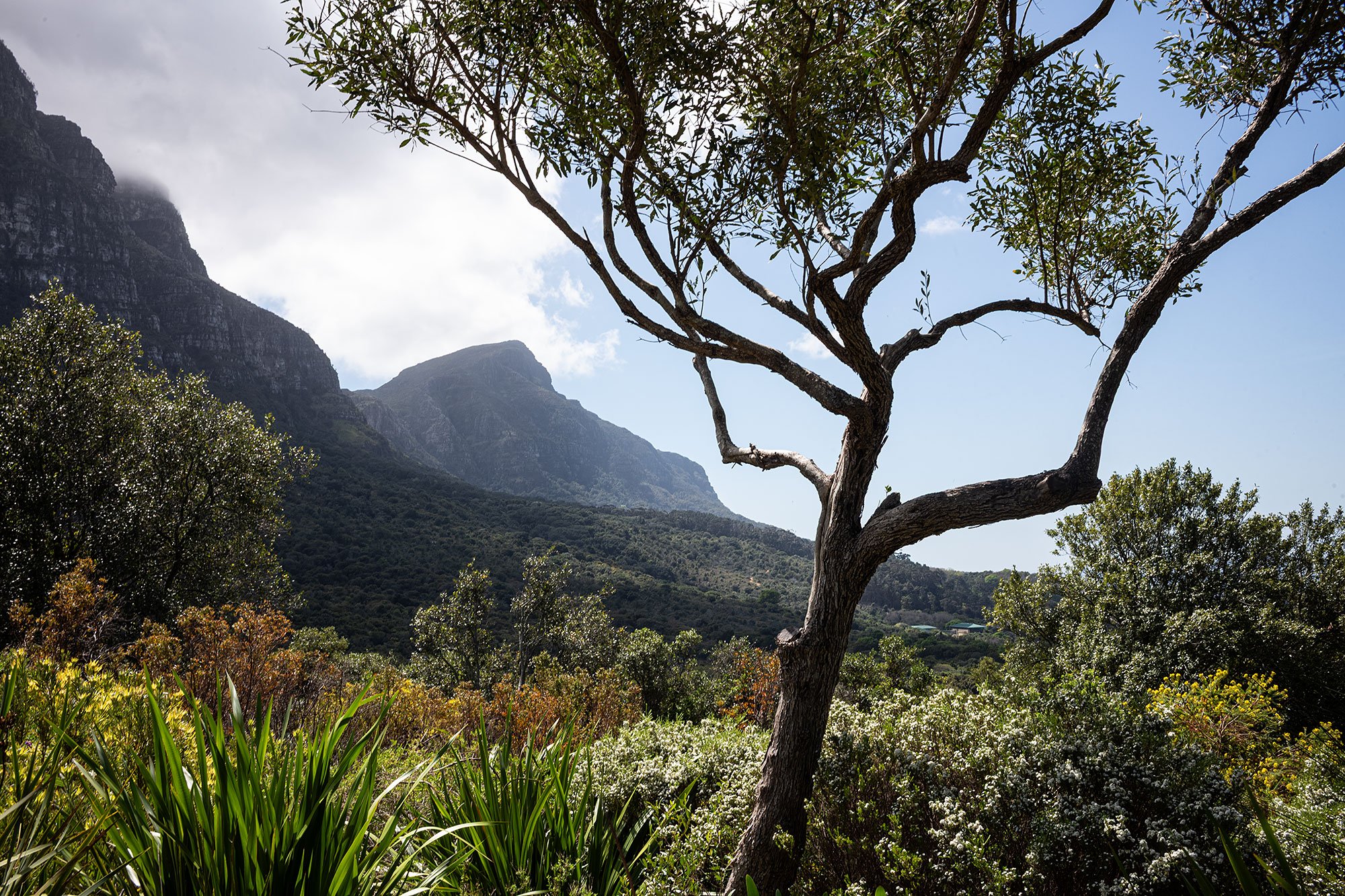 Kirstenbosch National Botanical Garden. Cape Town, South Africa.