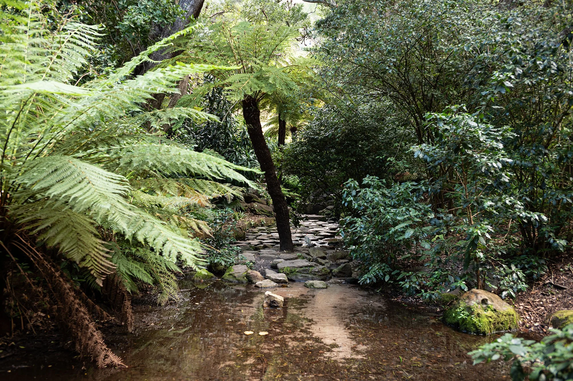 Kirstenbosch National Botanical Garden. Cape Town, South Africa.