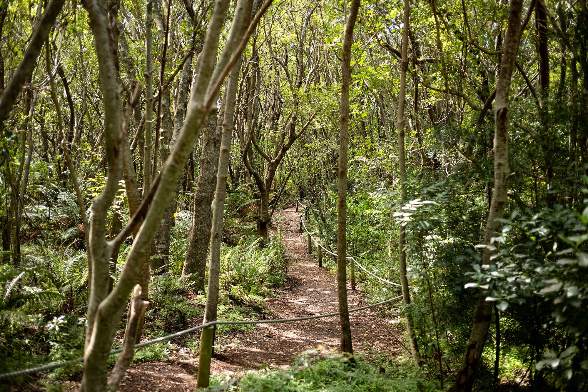 Kirstenbosch National Botanical Garden. Cape Town, South Africa.