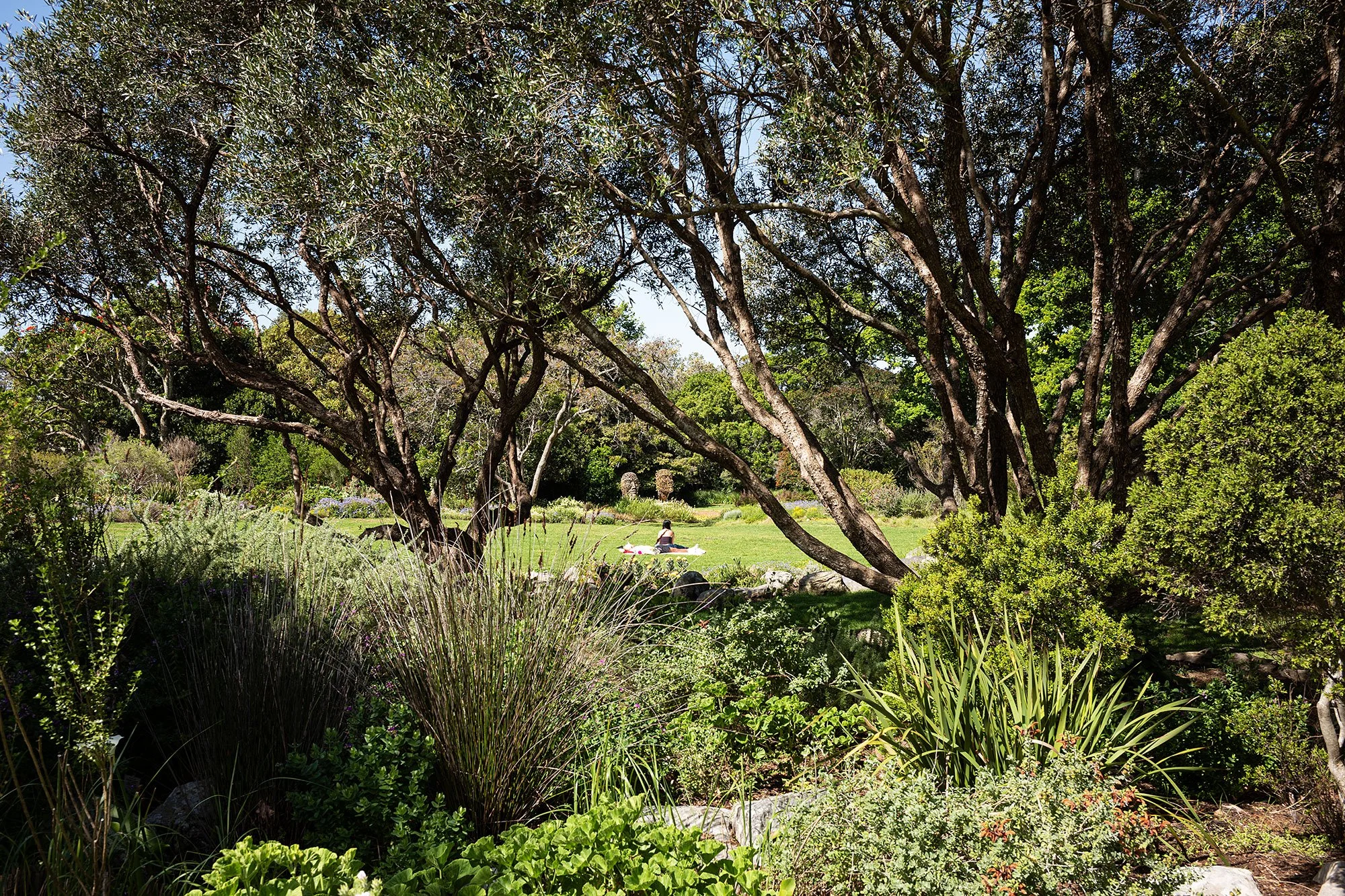 Kirstenbosch National Botanical Garden. Cape Town, South Africa.