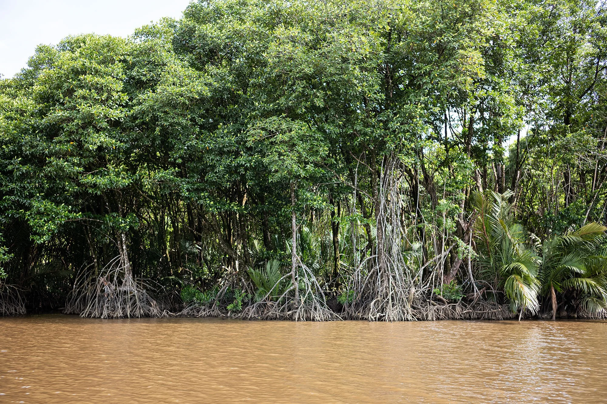 Along the Brunei River.