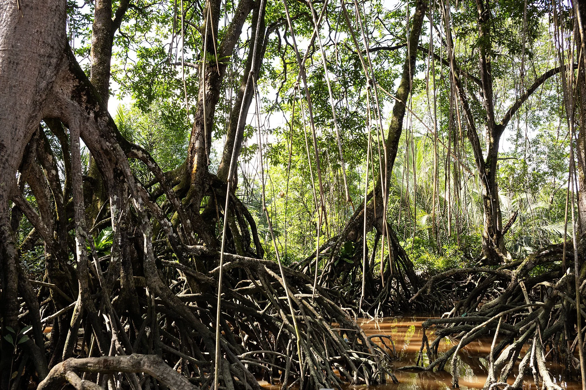 Proboscus monkey, Brunei.