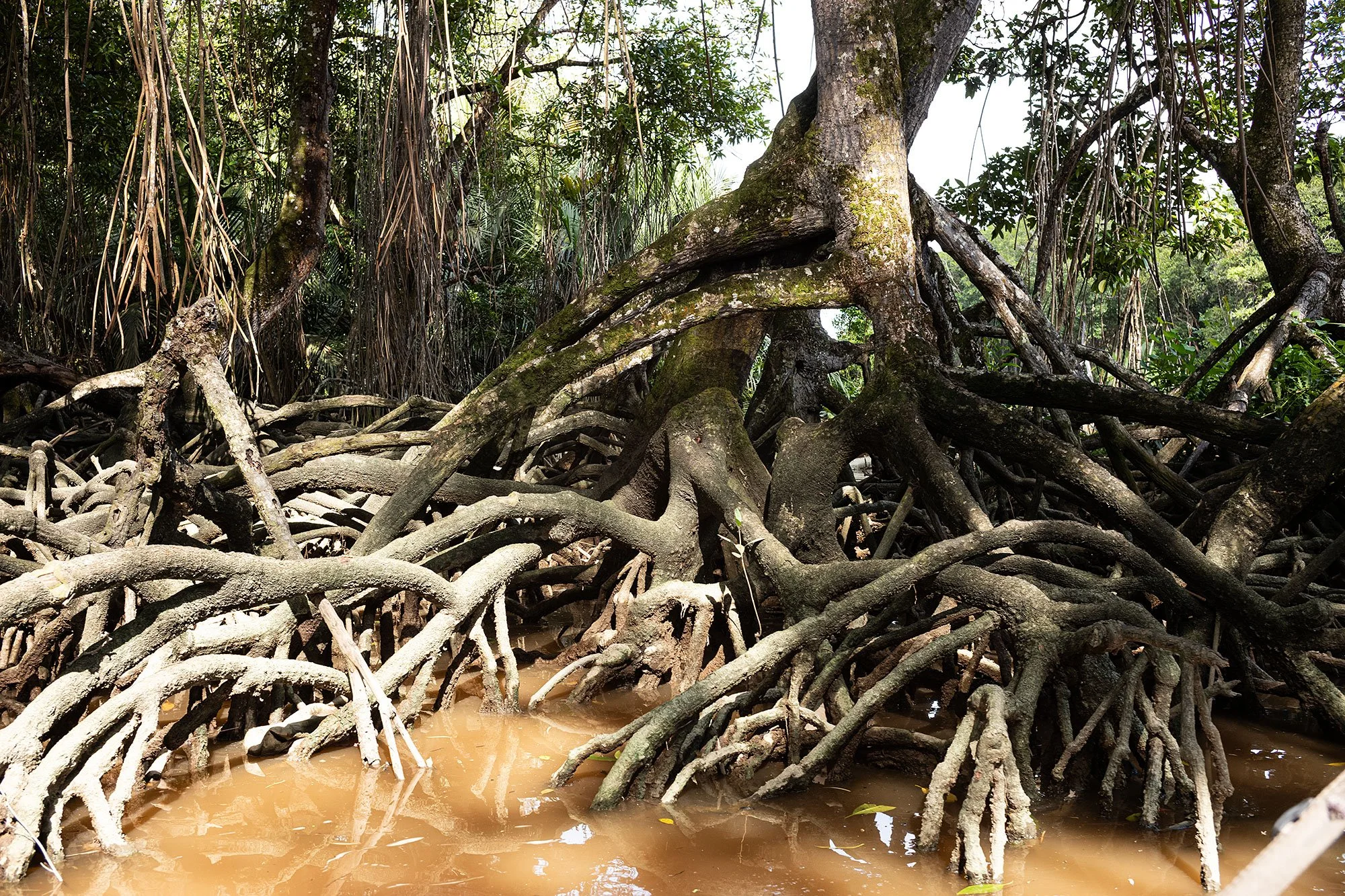 Along the Brunei River.