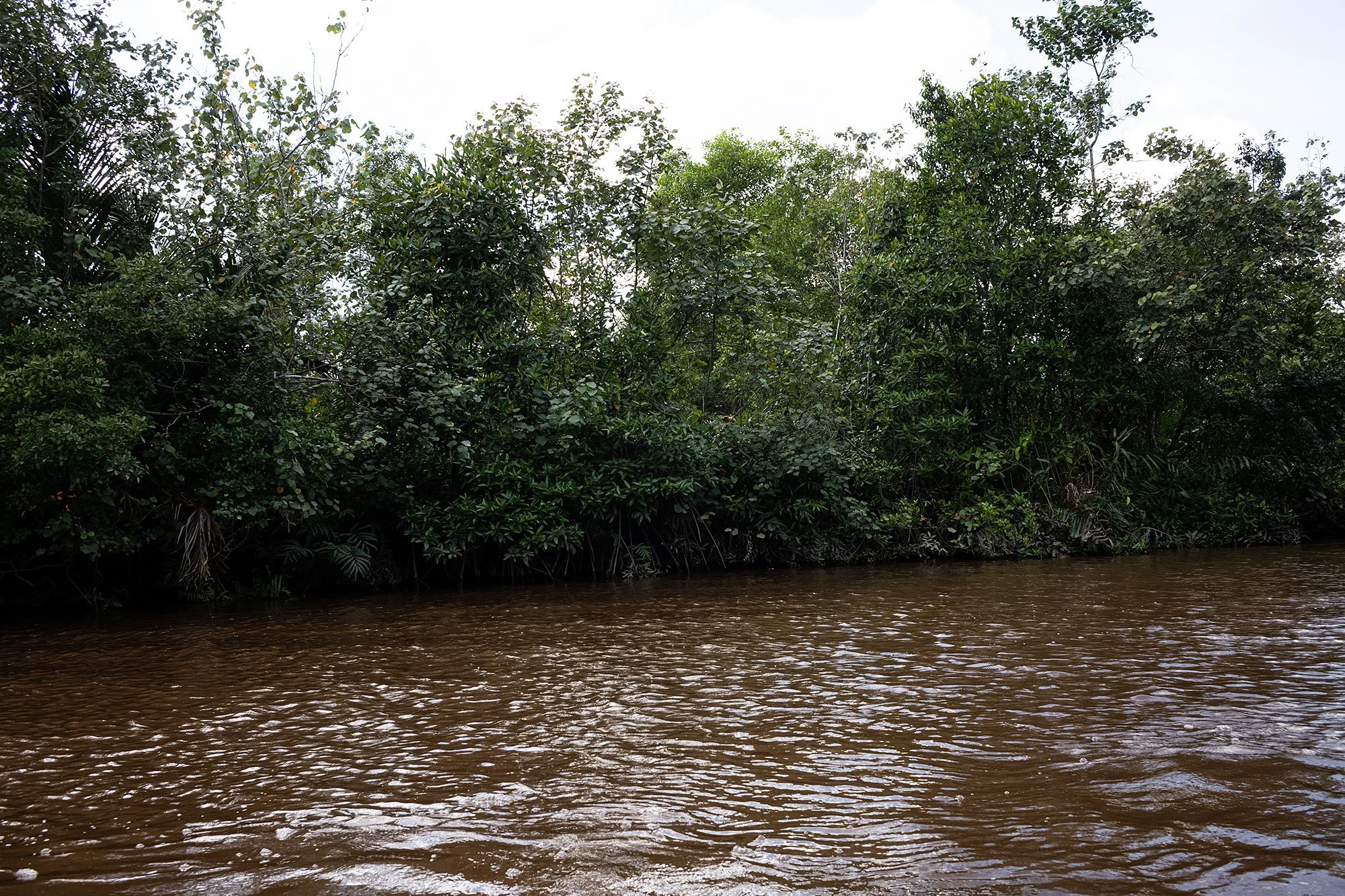 Along the Brunei River.