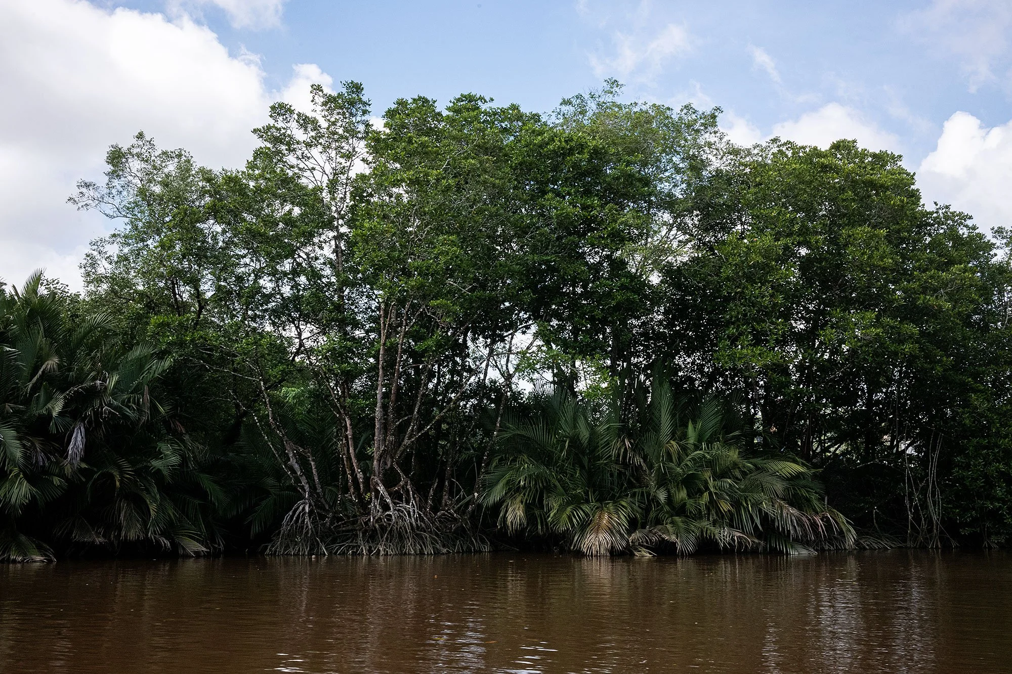 Along the Brunei River.