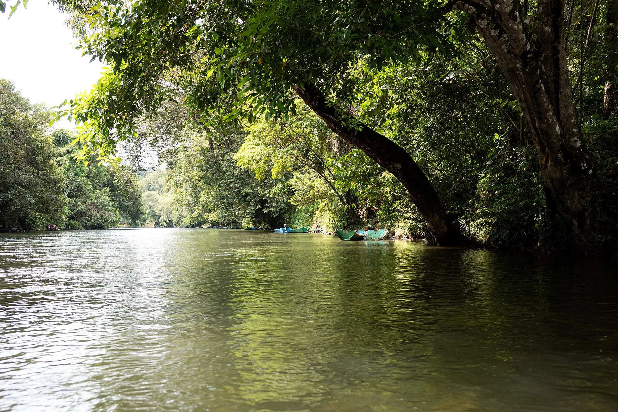Ulu Temburong National Park, Brunei.