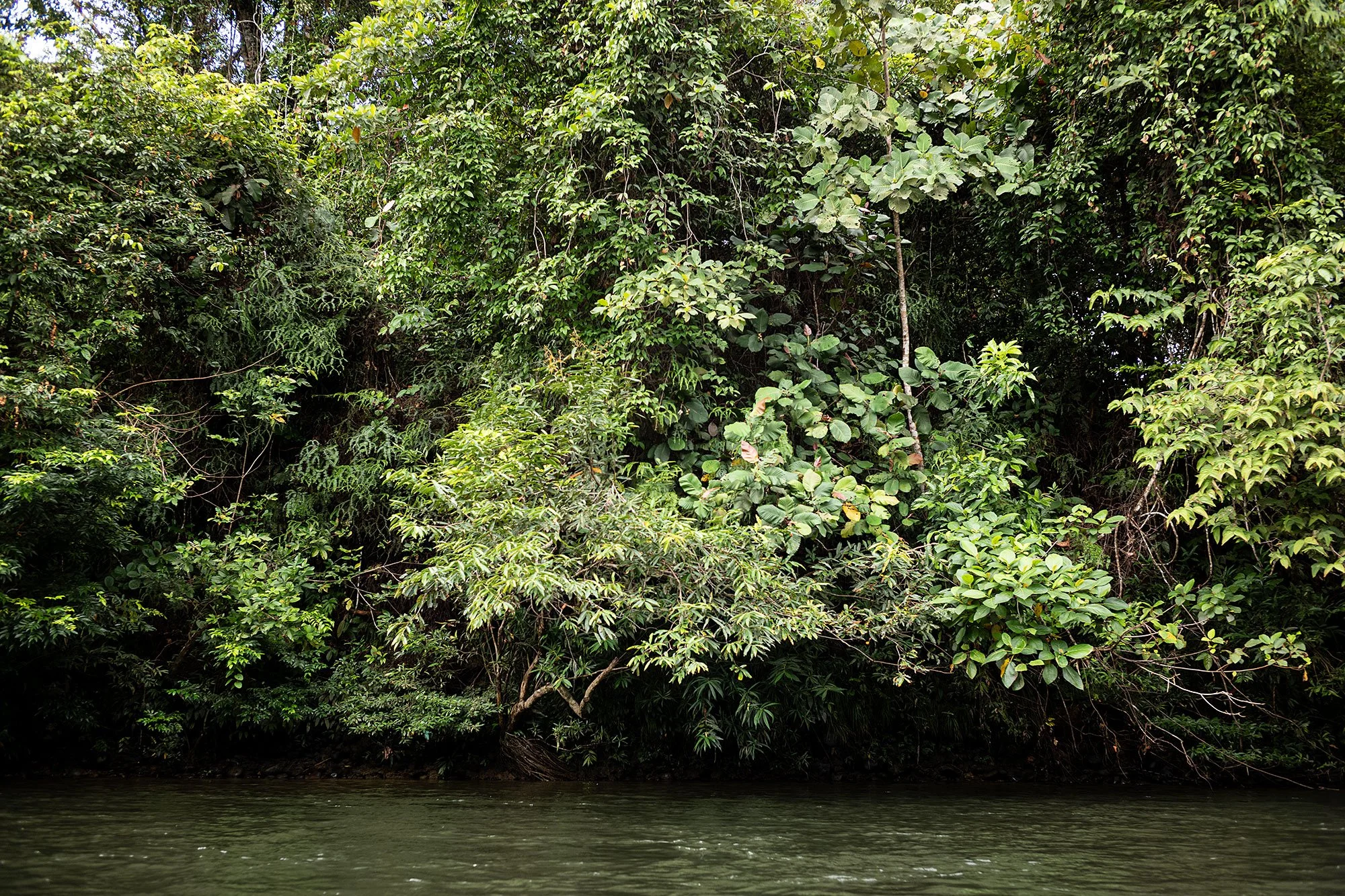 Ulu Temburong National Park, Brunei.