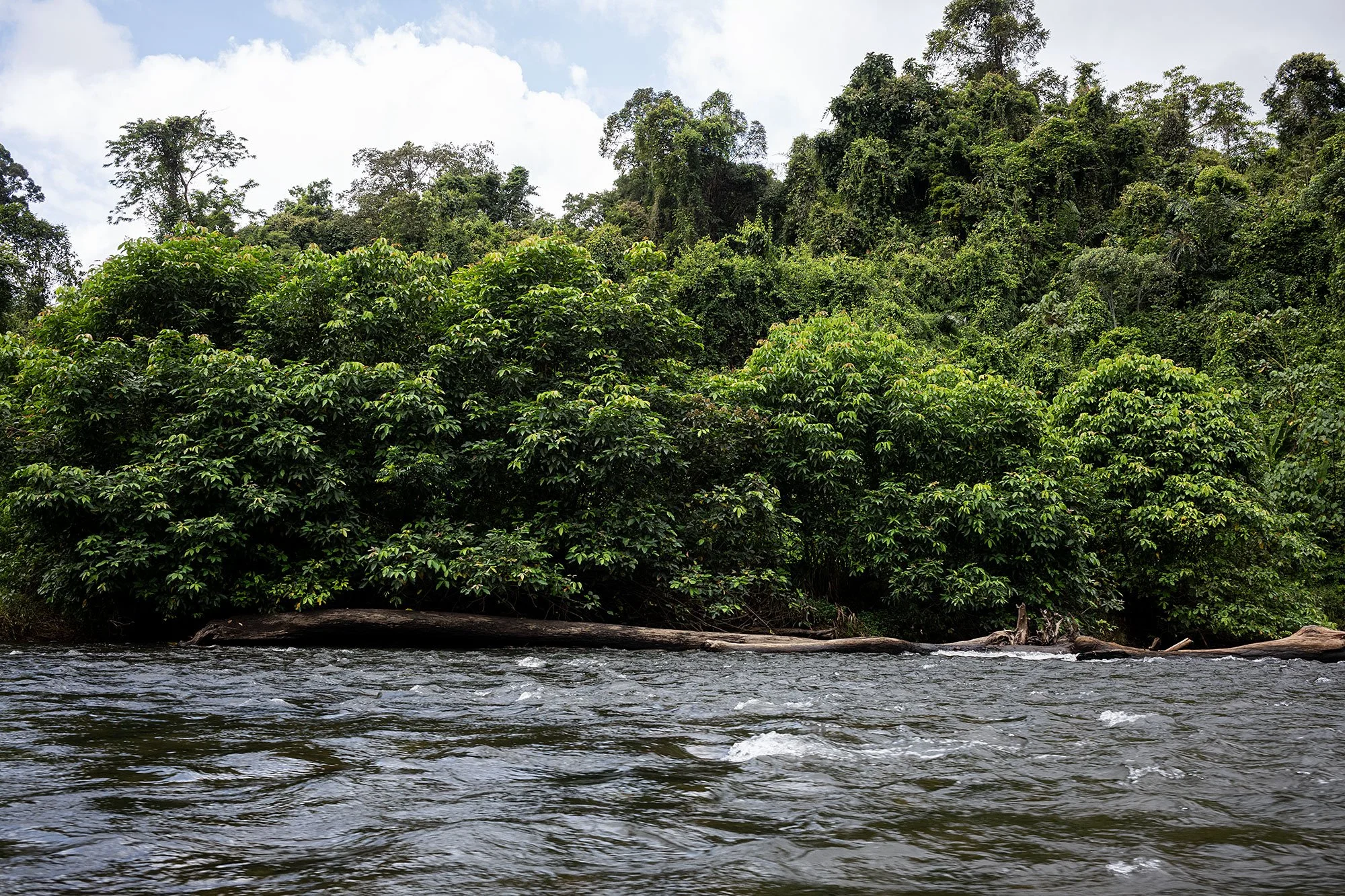 Ulu Temburong National Park, Brunei.