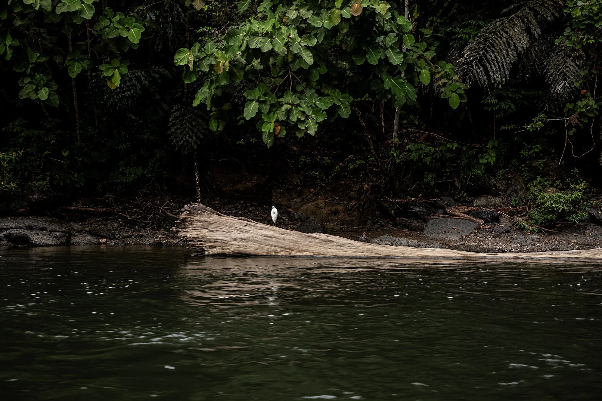 Ulu Temburong National Park, Brunei.