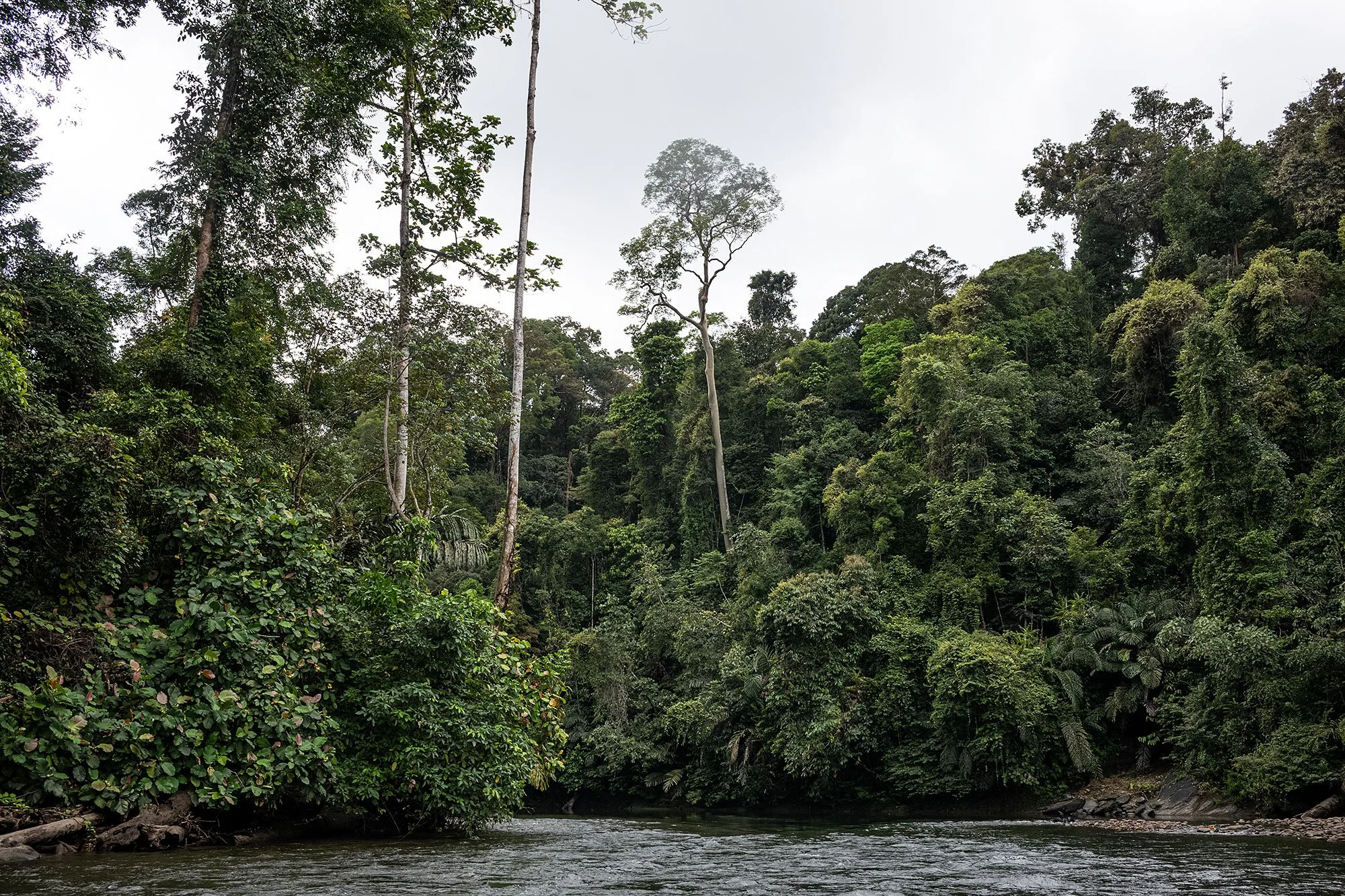 Ulu Temburong National Park, Brunei.