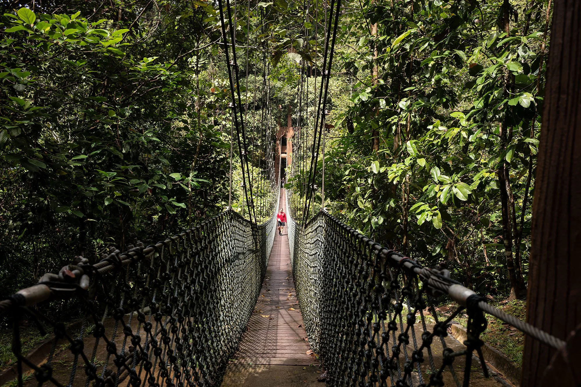 Ulu Temburong National Park, Brunei.