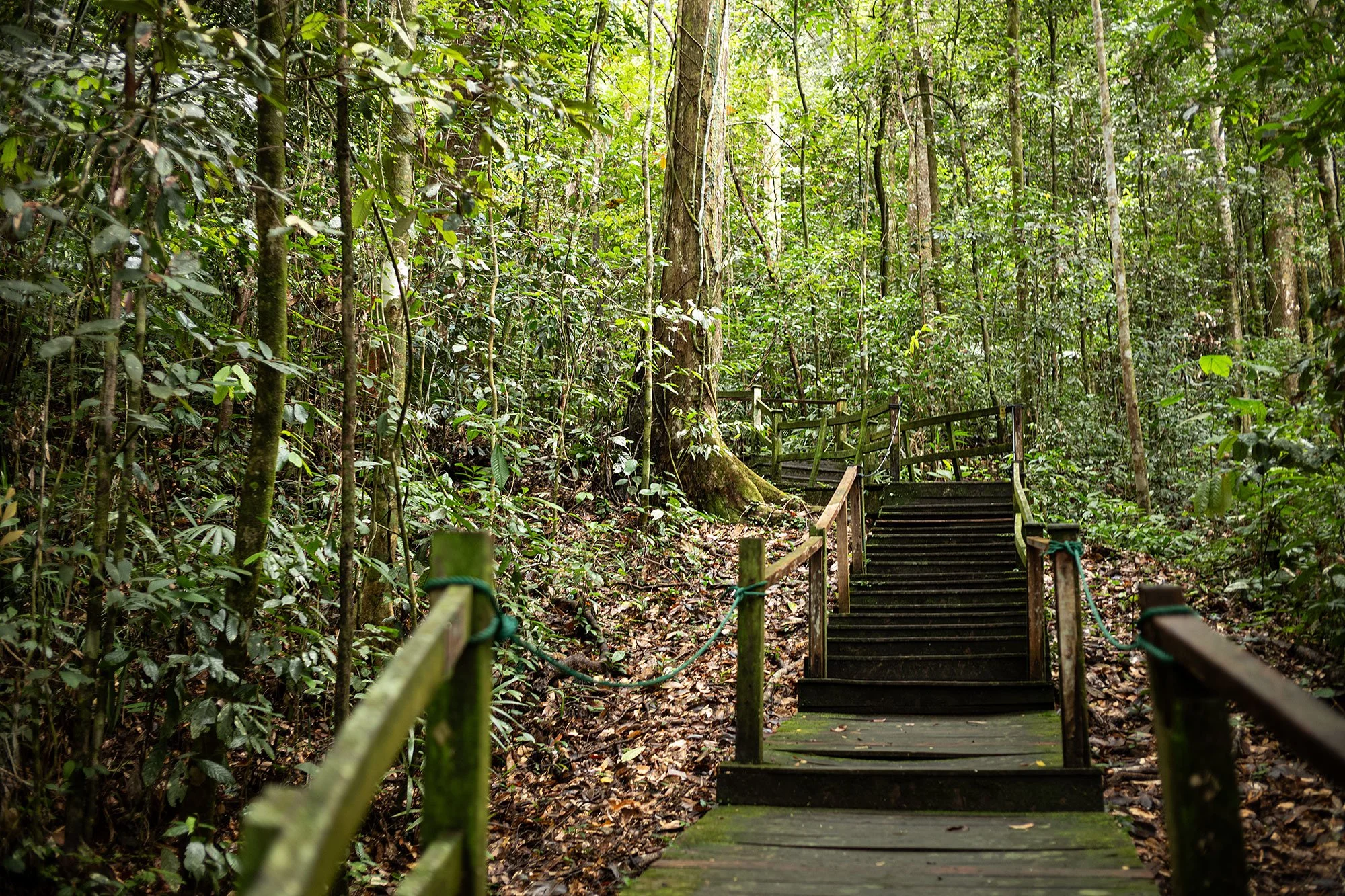 Ulu Temburong National Park, Brunei.
