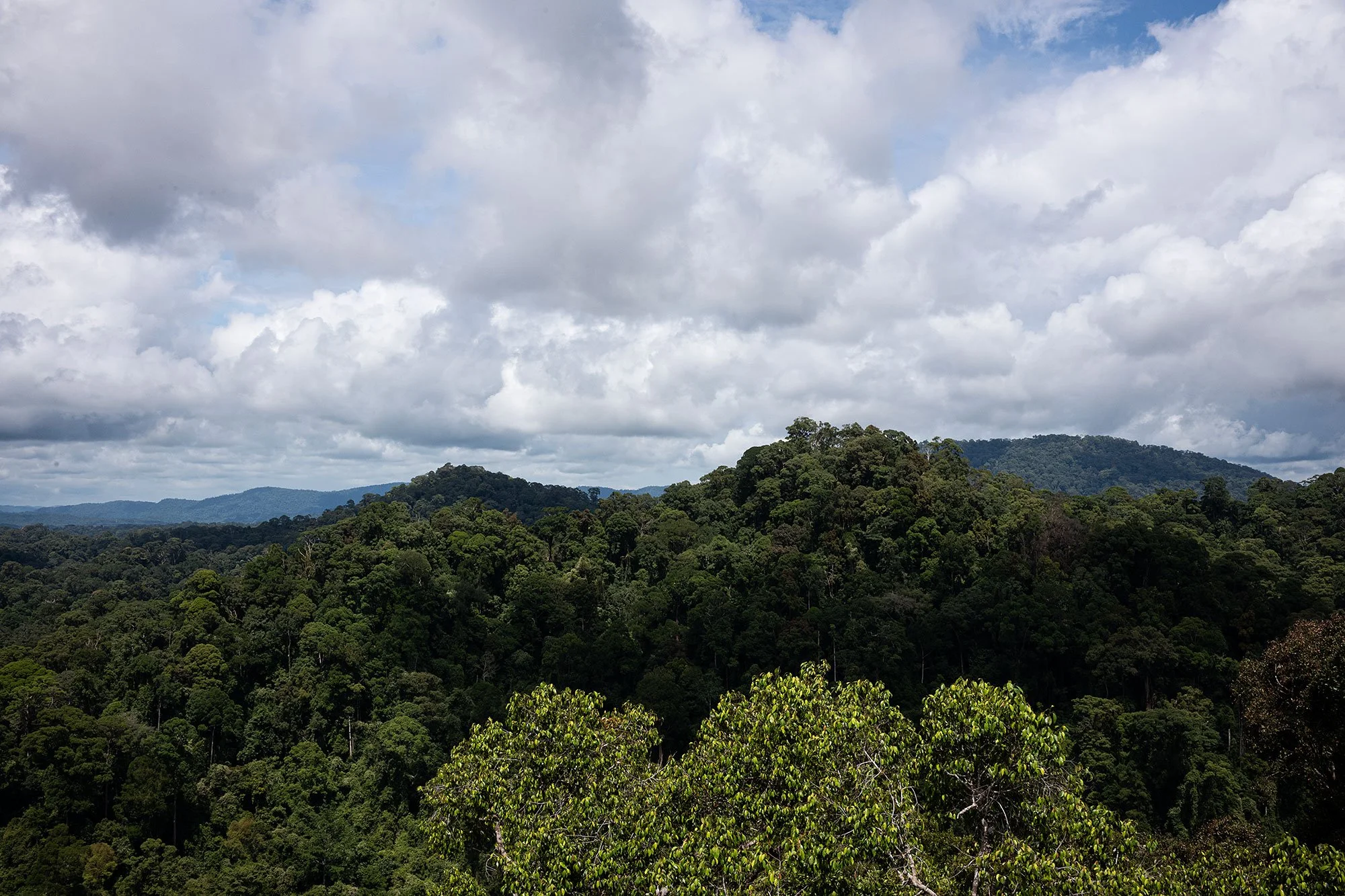Ulu Temburong National Park, Brunei.