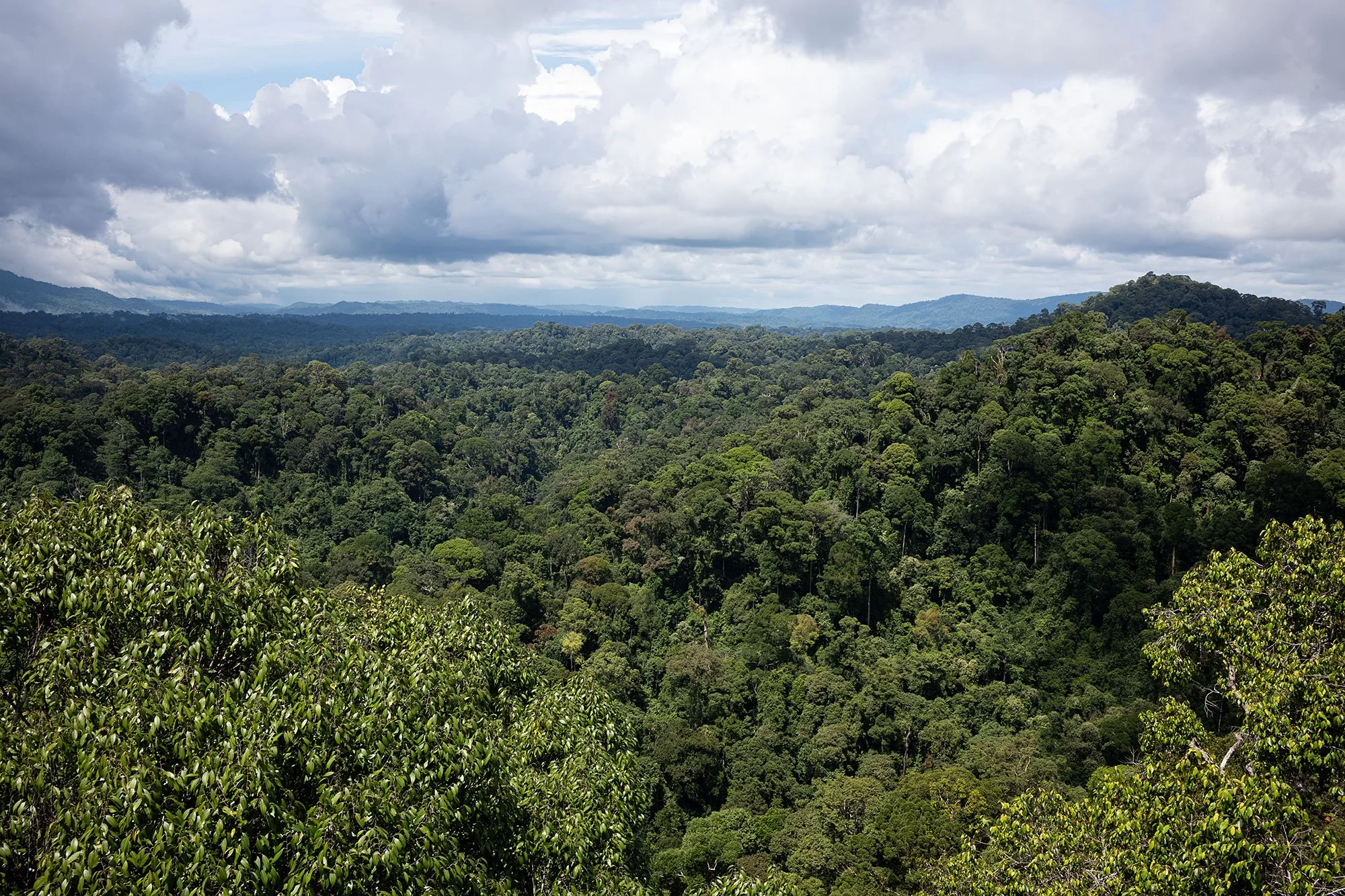 Ulu Temburong National Park, Brunei.