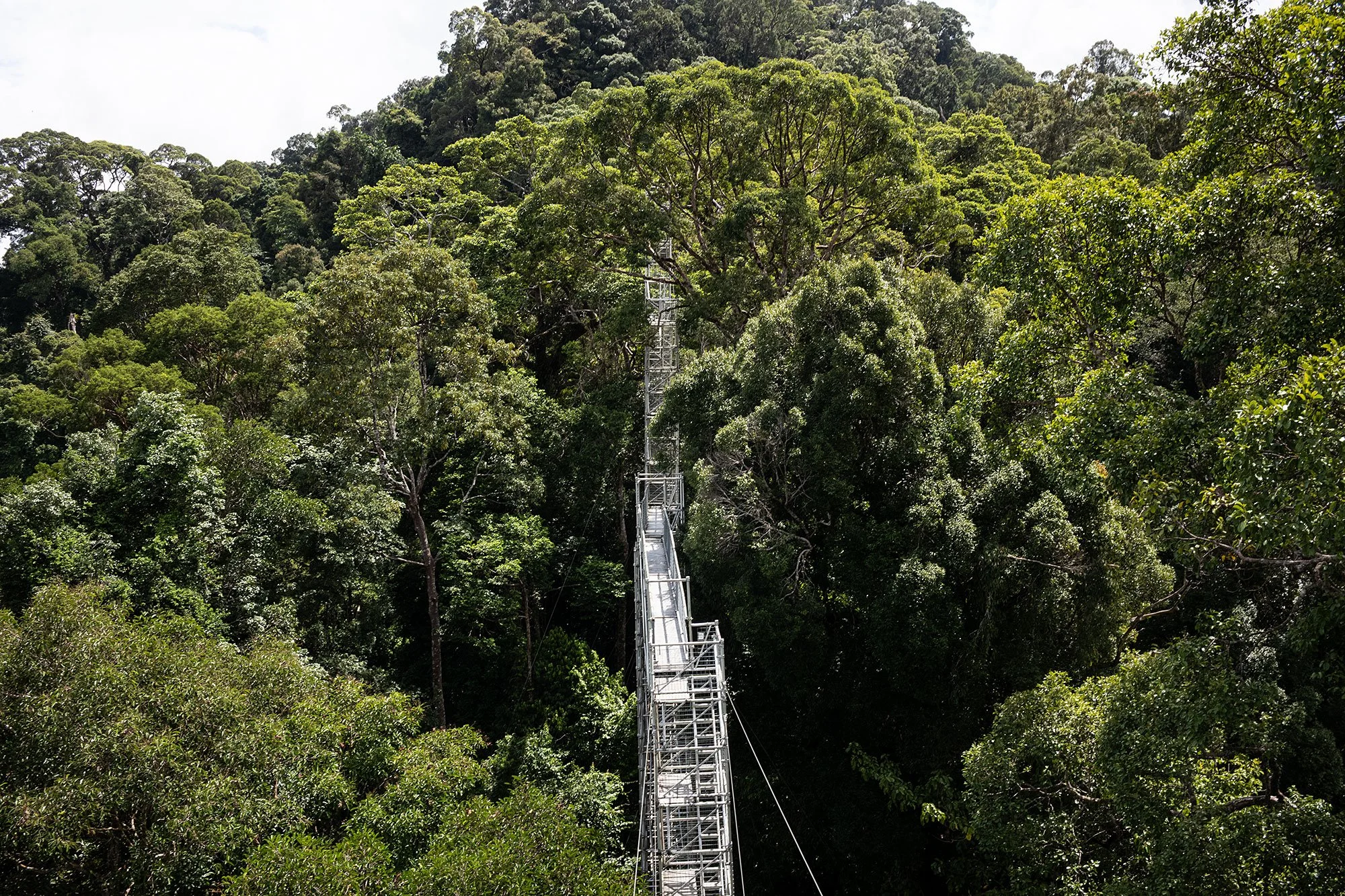 Canopy walk. Ulu Temburong National Park, Brunei.