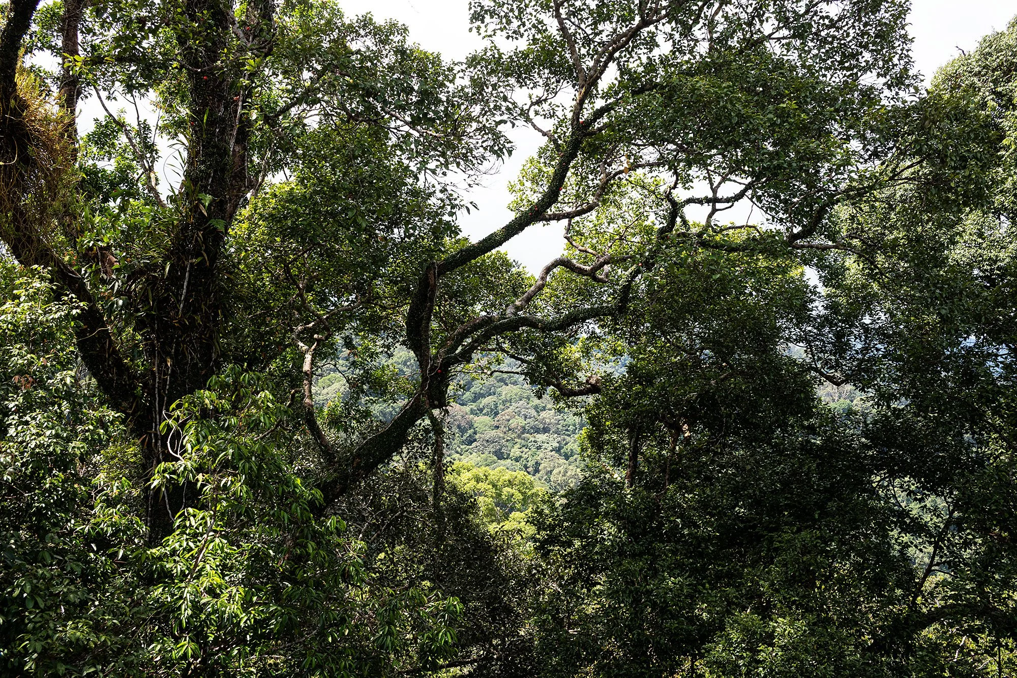 Canopy walk. Ulu Temburong National Park, Brunei.