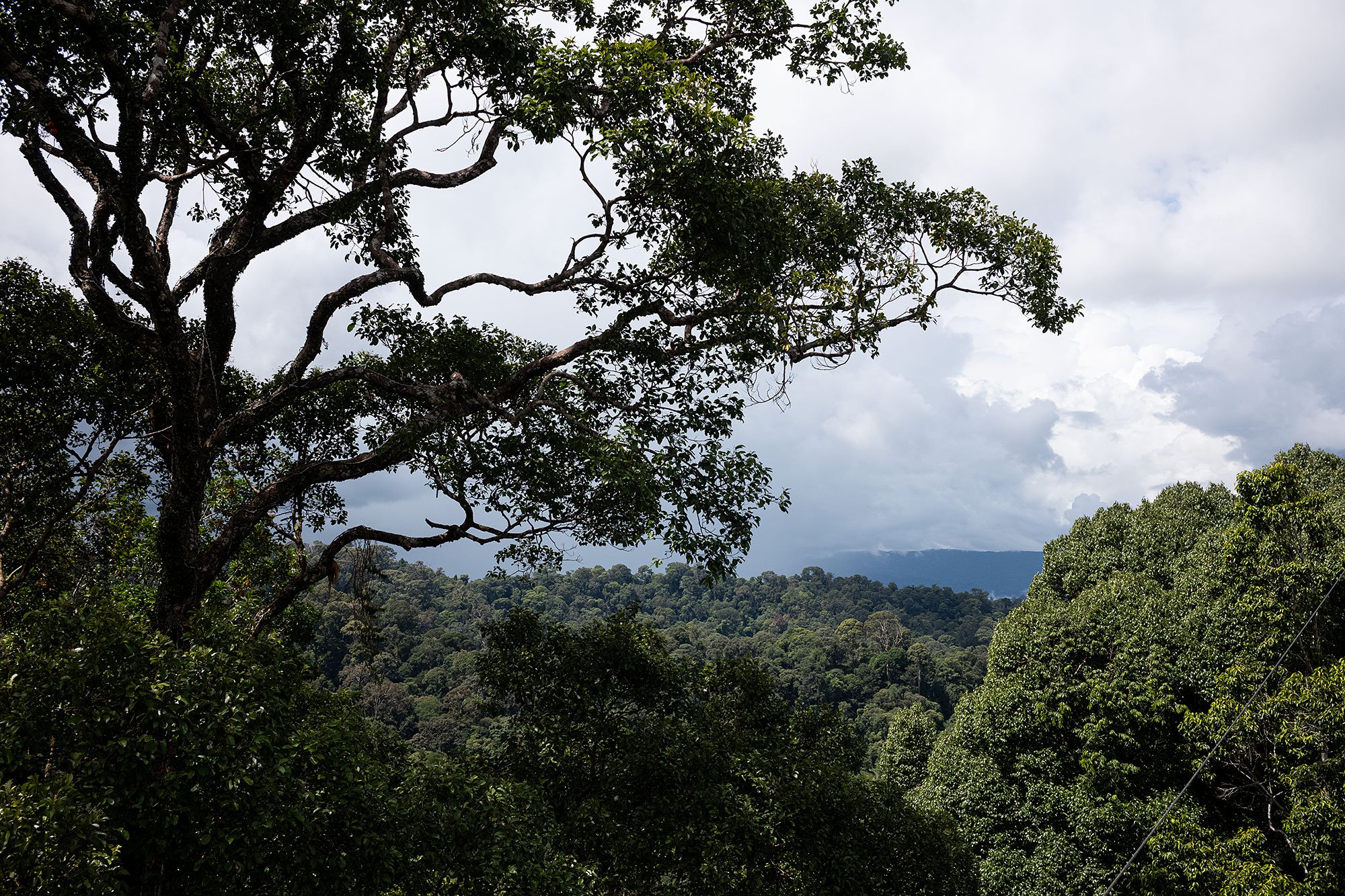 Canopy walk. Ulu Temburong National Park, Brunei.