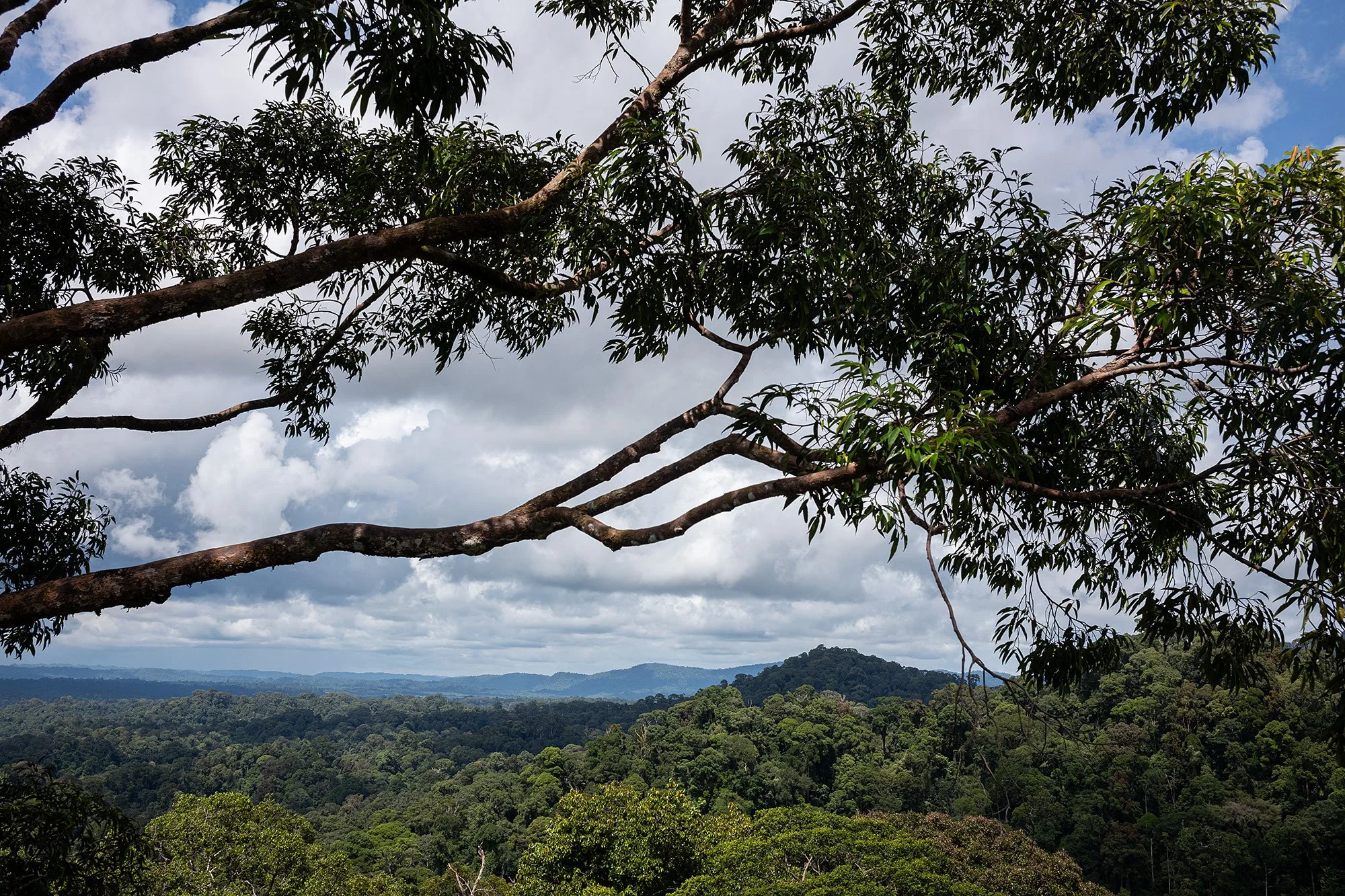 Canopy walk. Ulu Temburong National Park, Brunei.